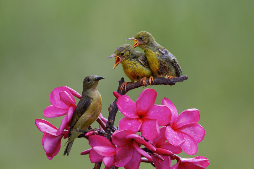 Bird Behaviors and Communication