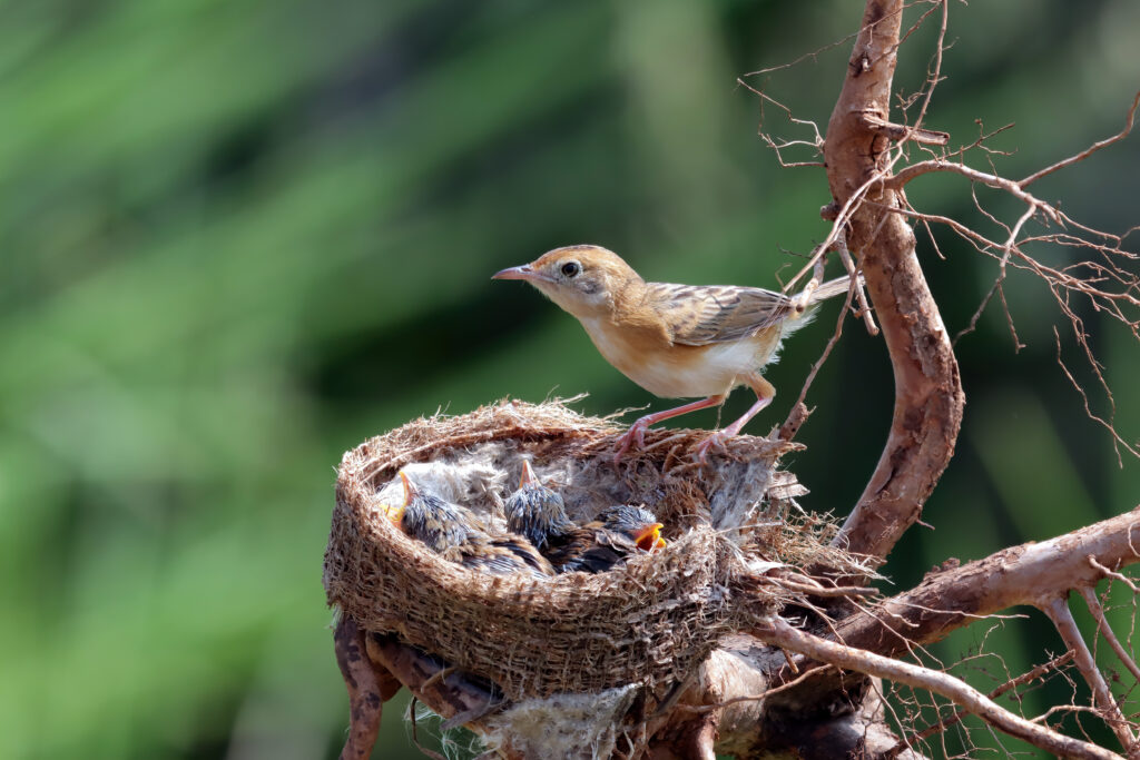 Bird Habitats and Migration