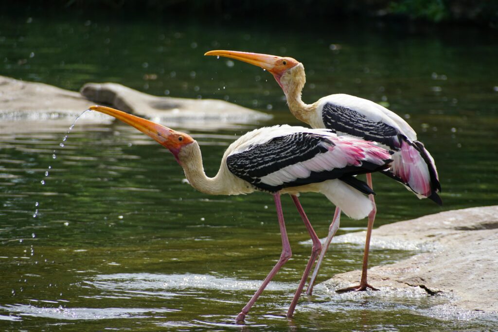 The Diversity of Birds