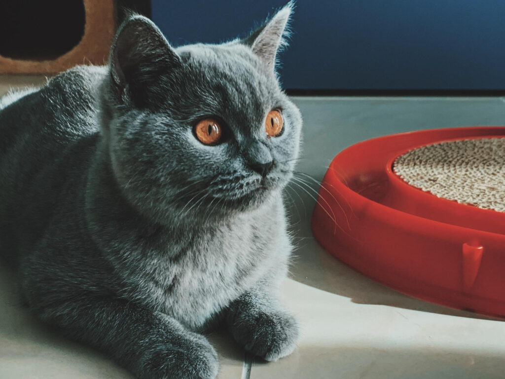 Factors to Consider When Determining How Often to Change Cat Litter