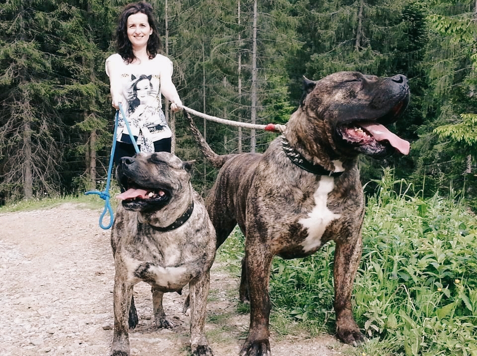 Presa Canario in Society