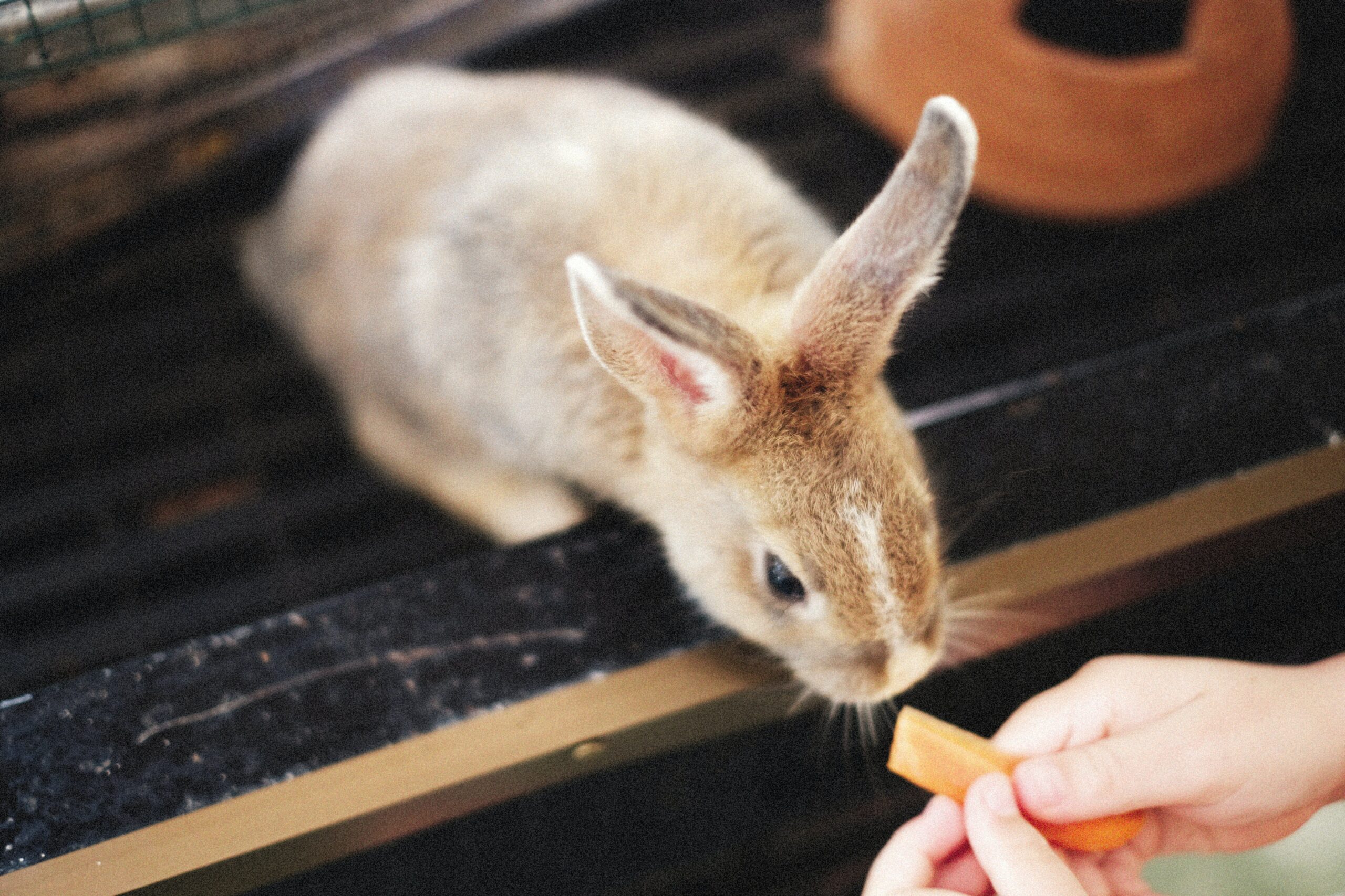 Rabbits as Pets