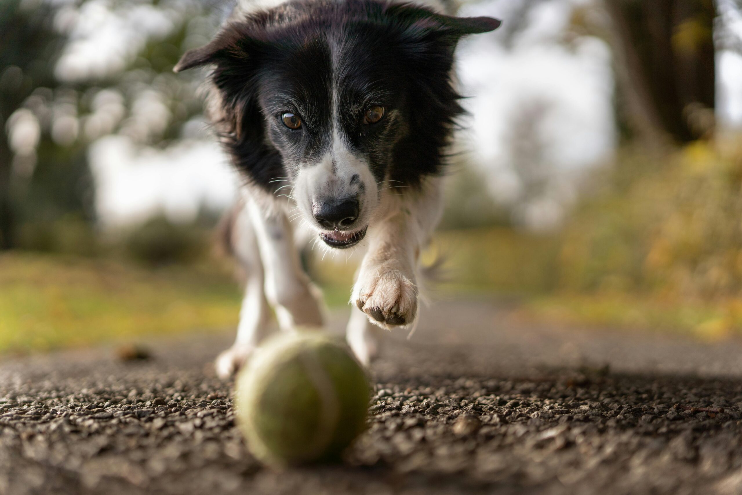 can dogs eat oranges