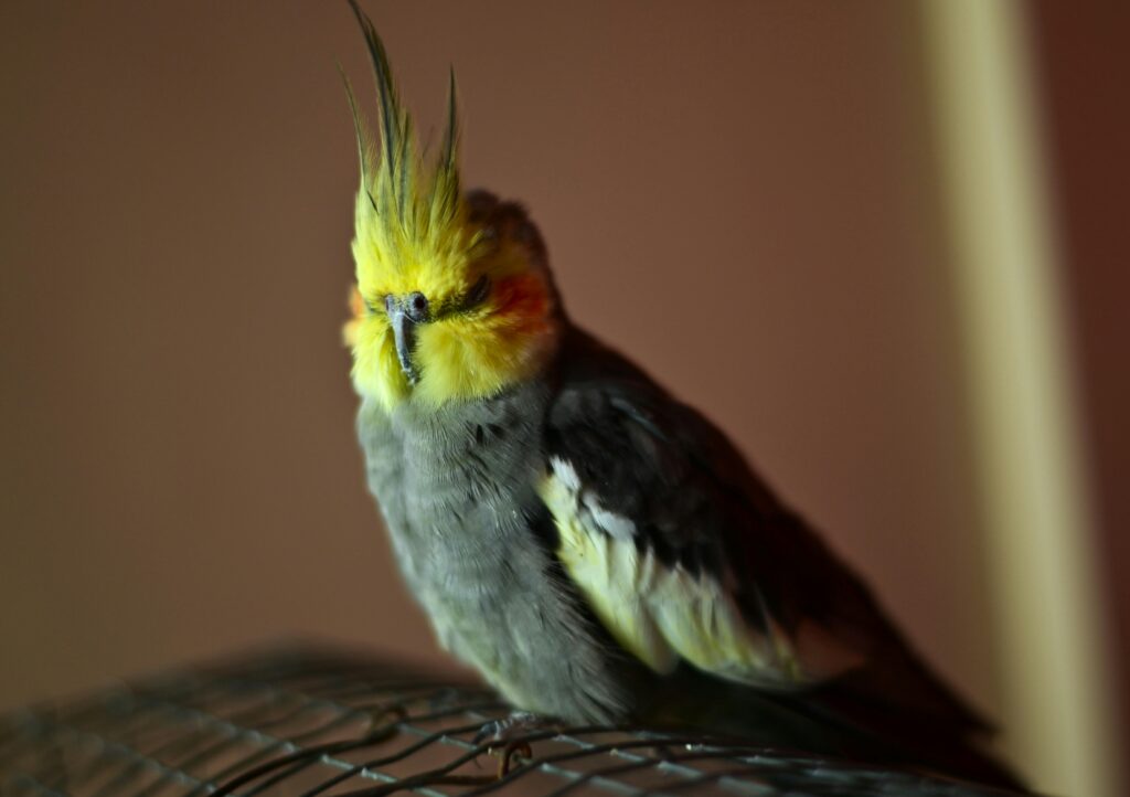 Common Health Concerns for Cockatiels