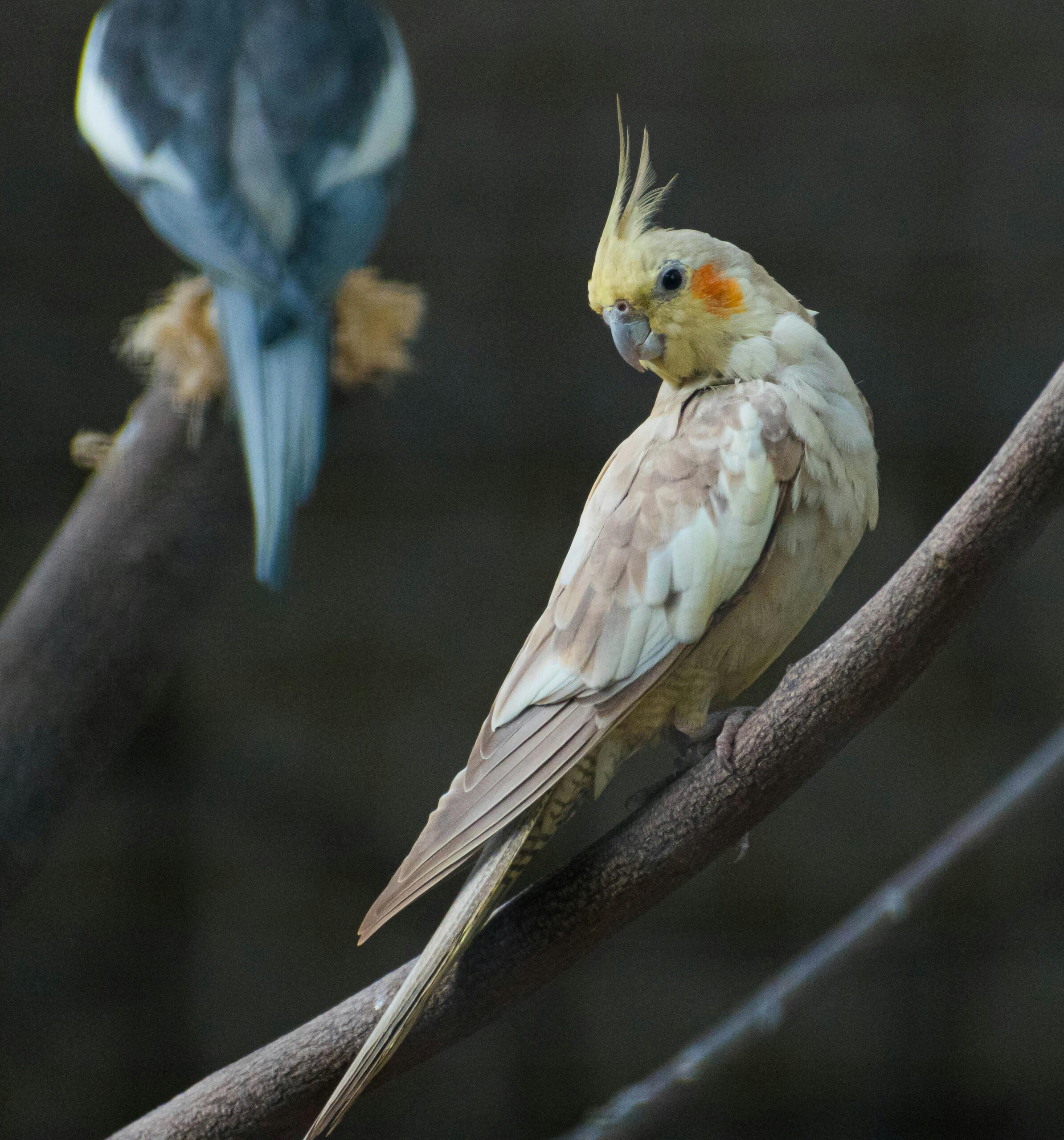  Cockatiel