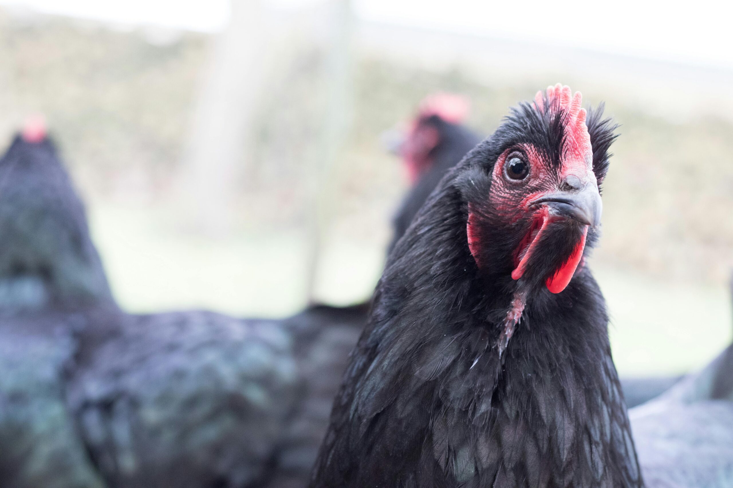 Benefits of Black Chicken Breeds