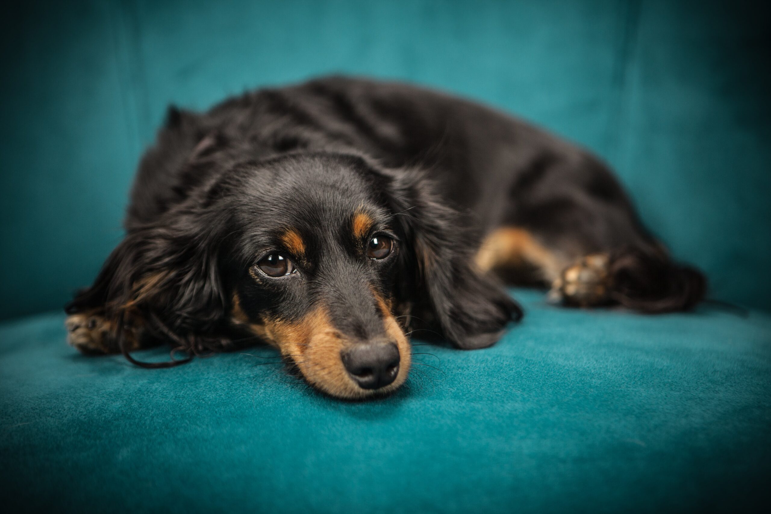 How do you cut black dog nails?