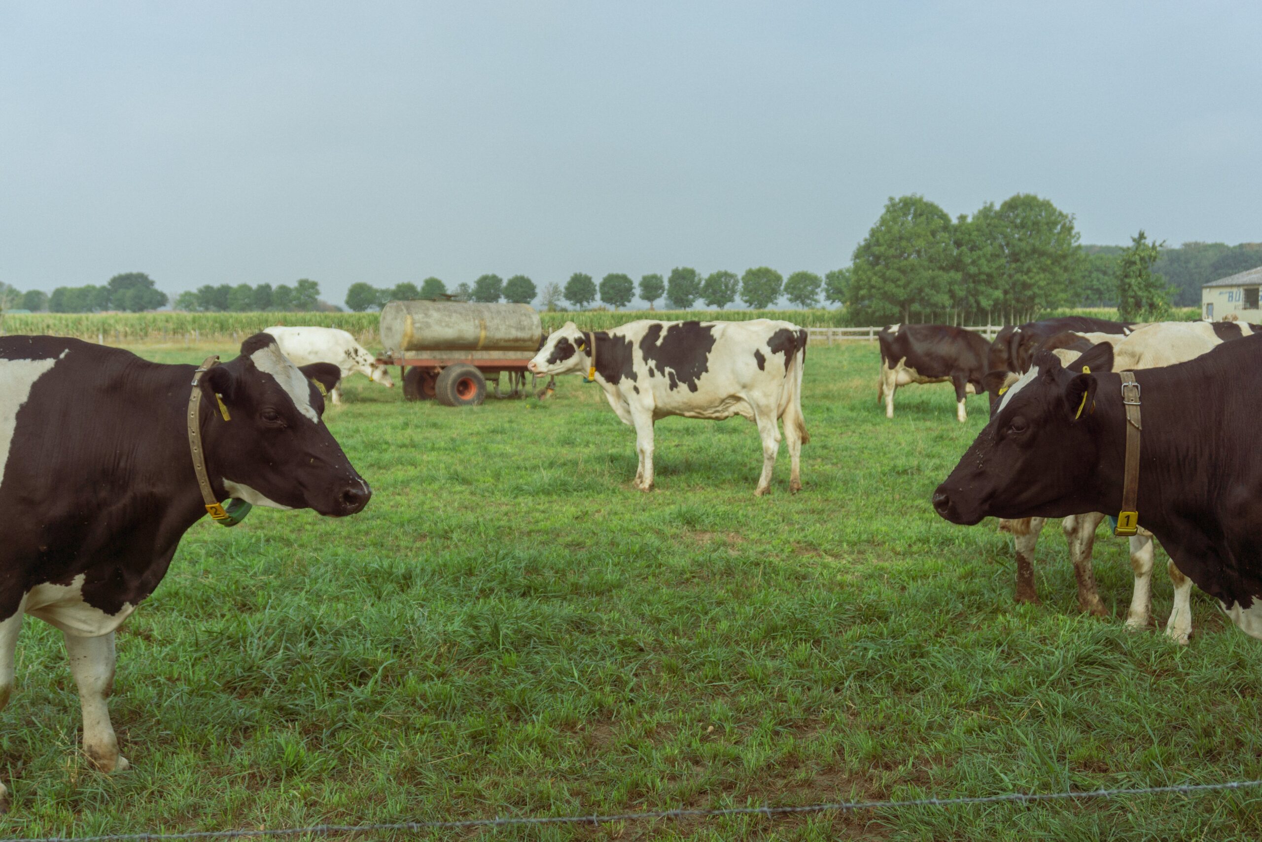 Holstein Friesian