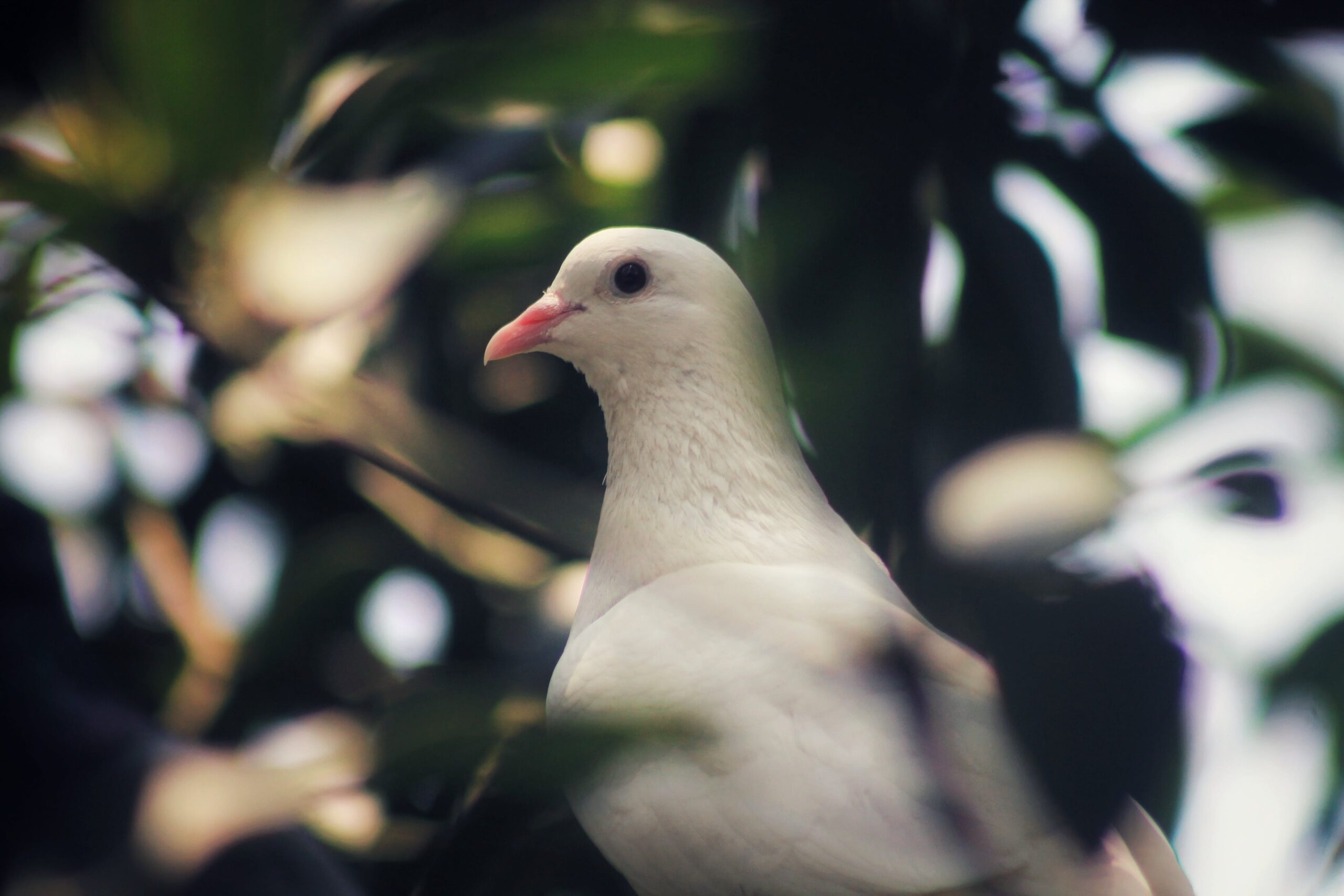 White Pigeons in the Wild