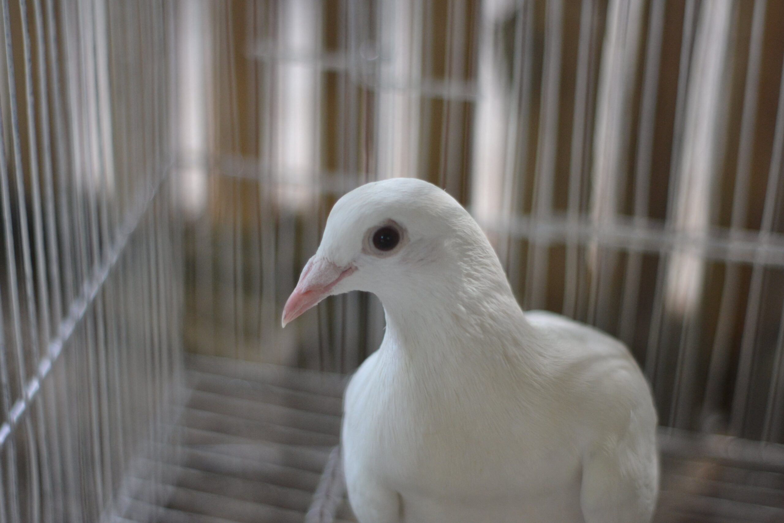 White Pigeon Breeding and Farming