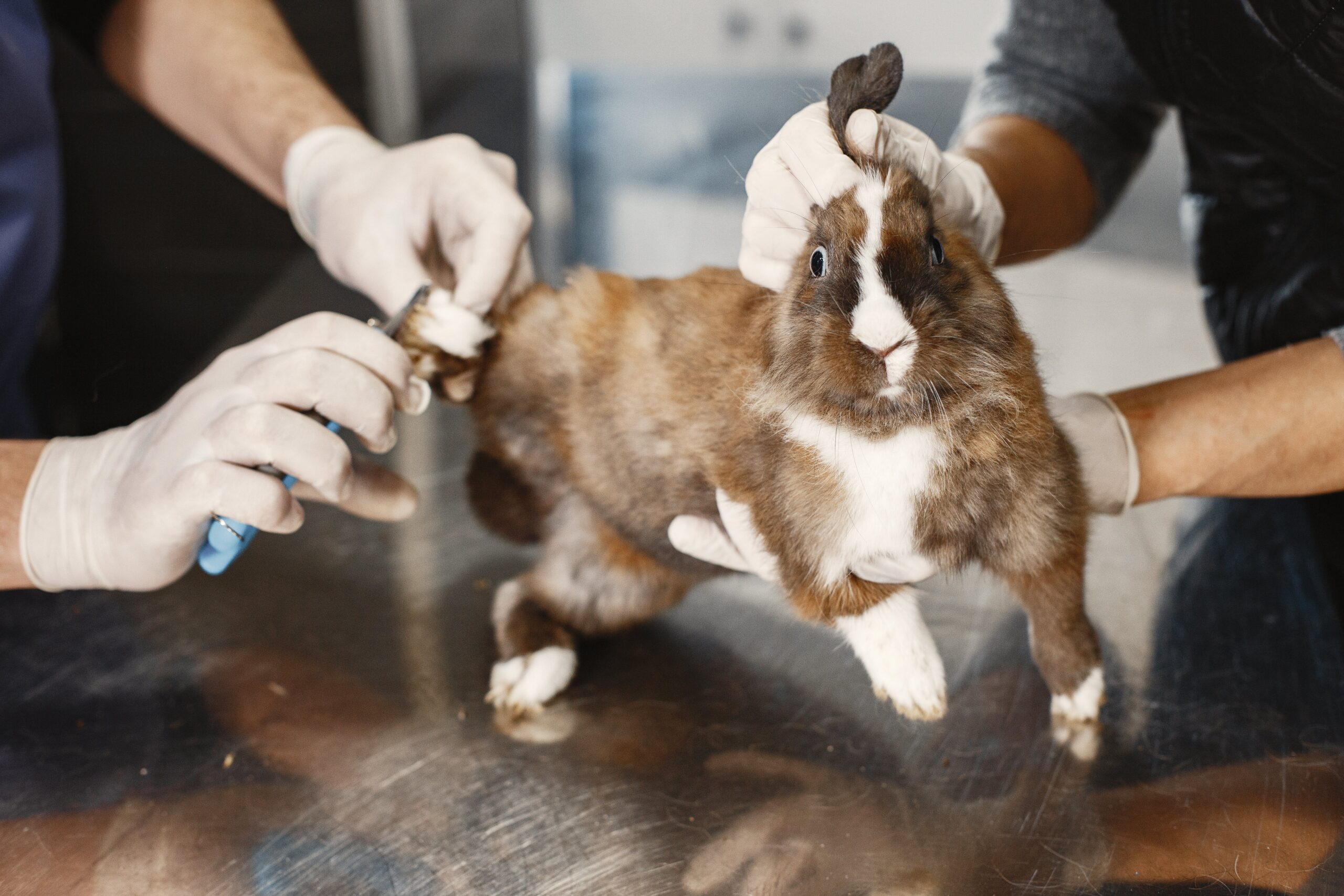 Healthcare for Your Rabbit