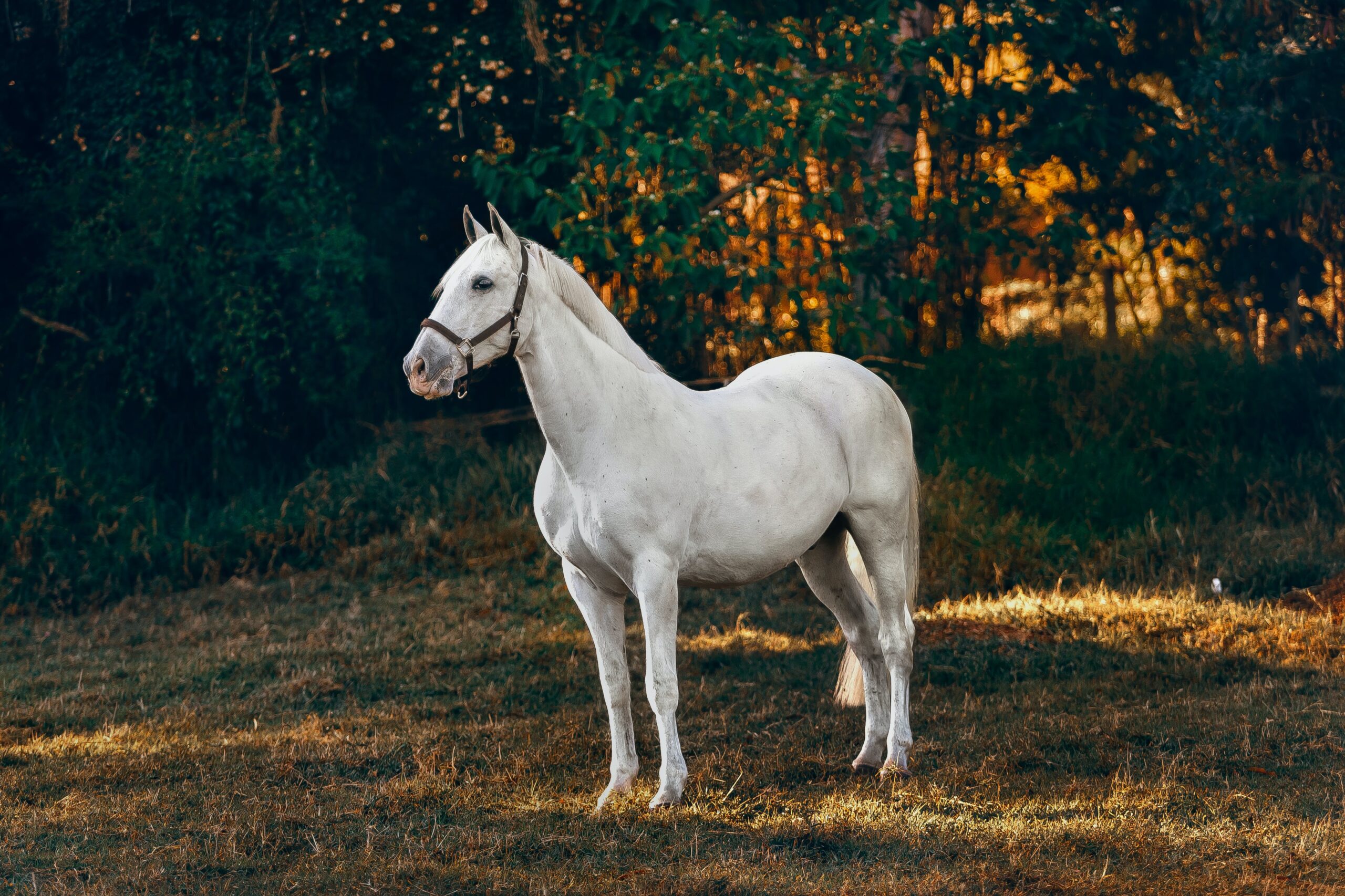 how long do horses live