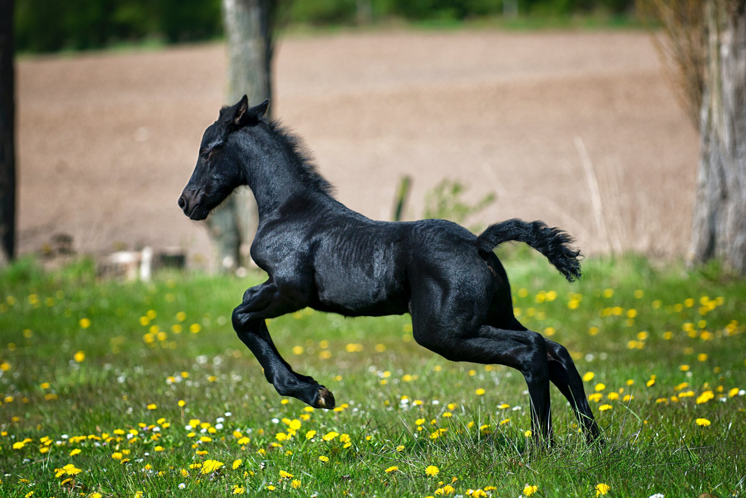 Mental Well-being of Horses