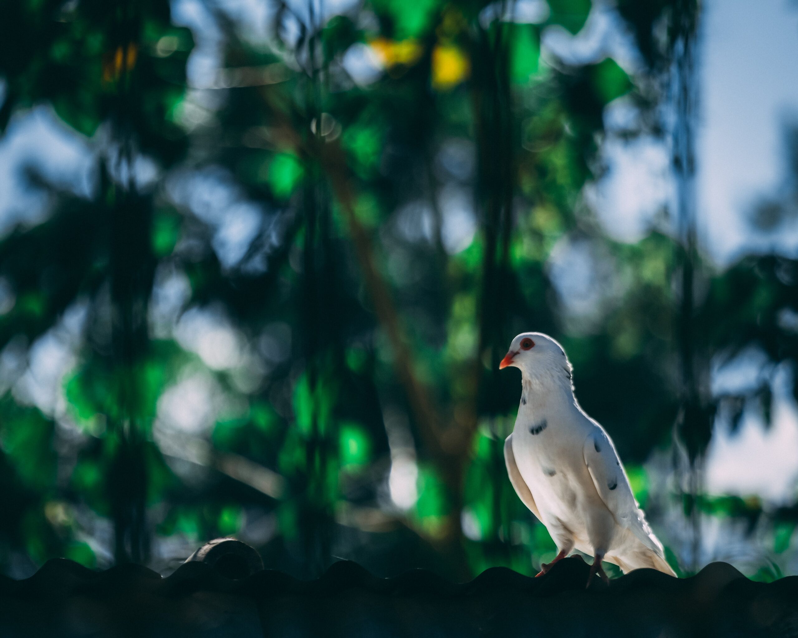 Photographing White Pigeons