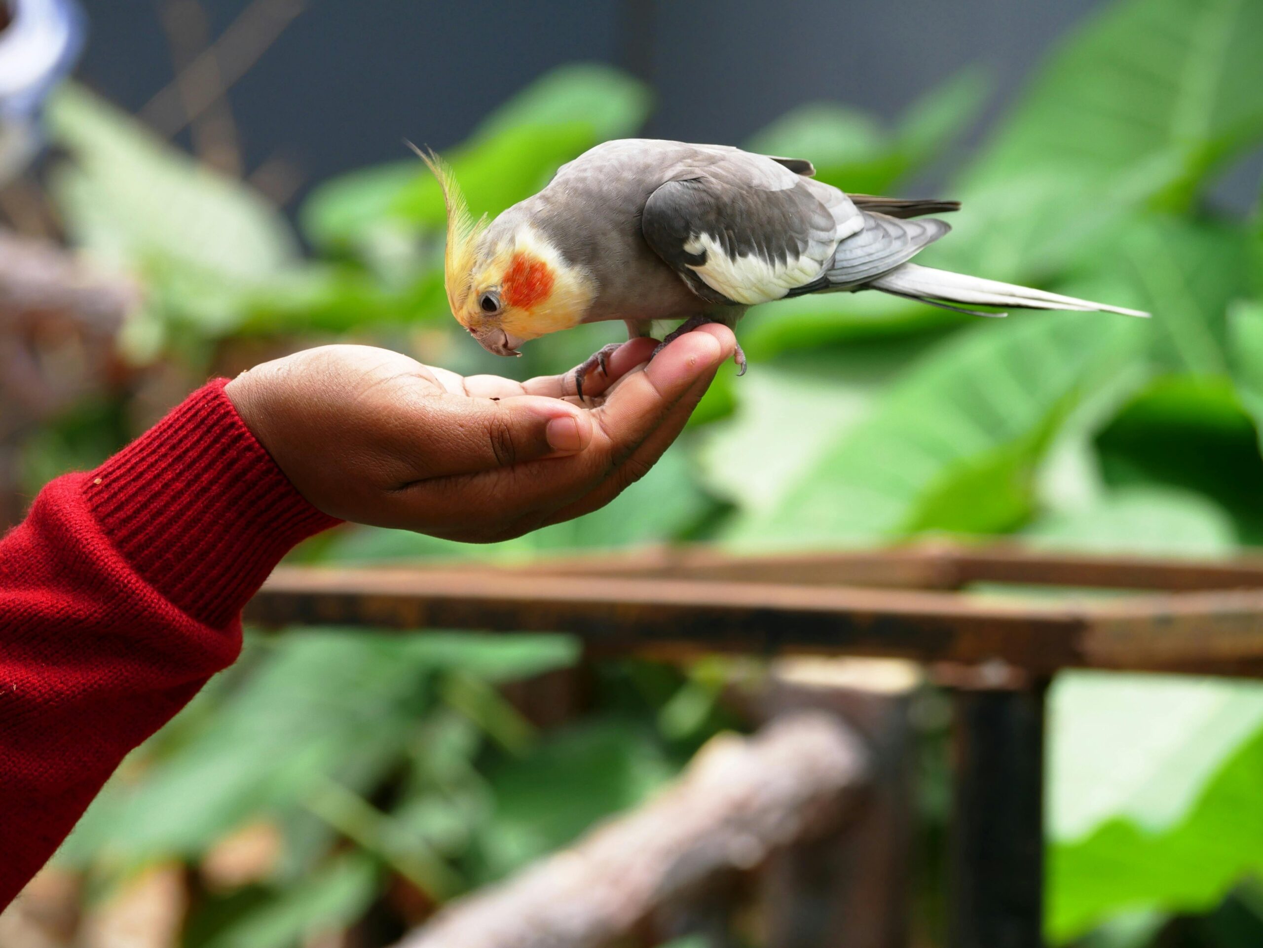 Tips for Extending Cockatiel Lifespan