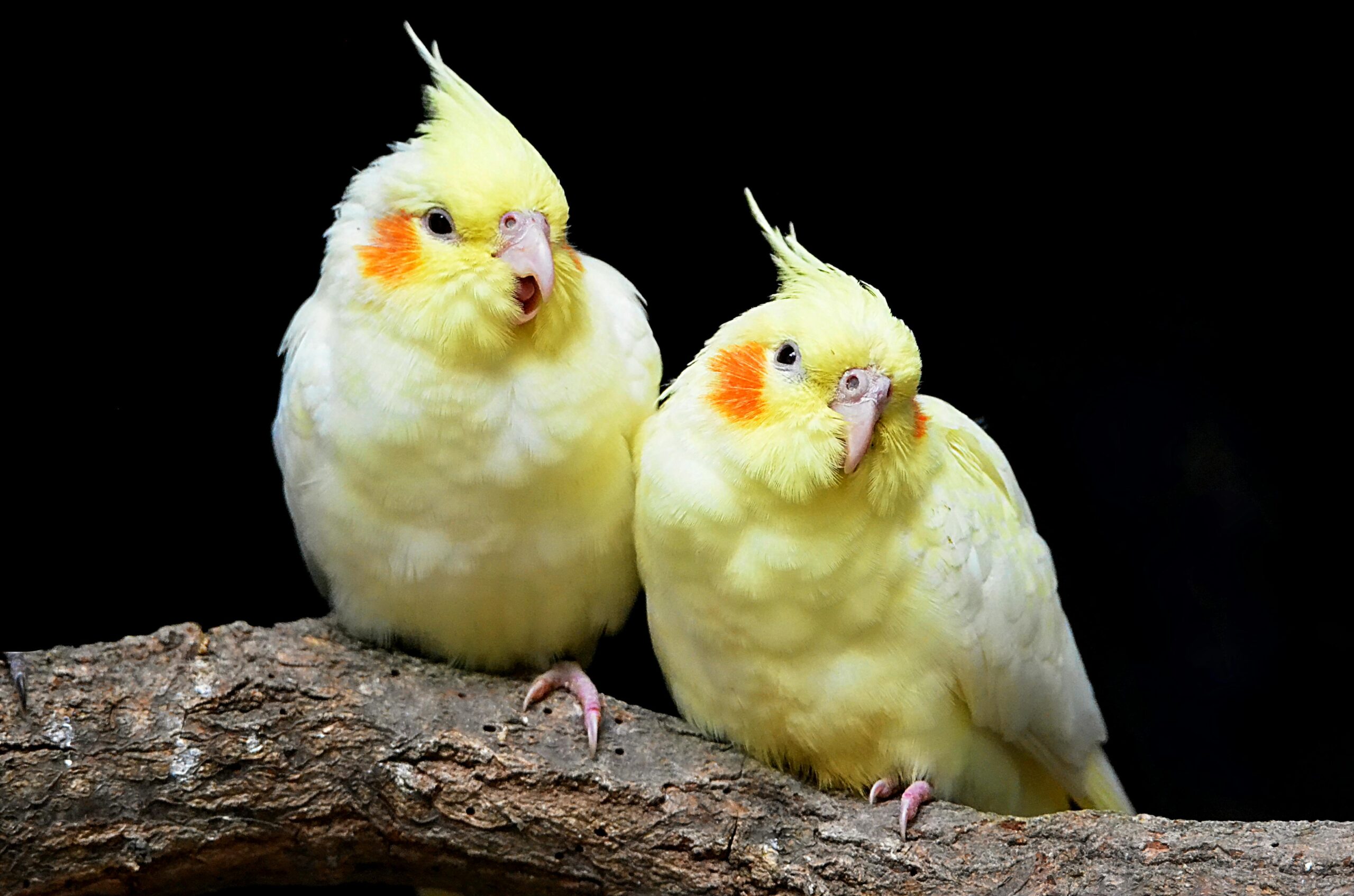 Factors Affecting Cockatiel Lifespan