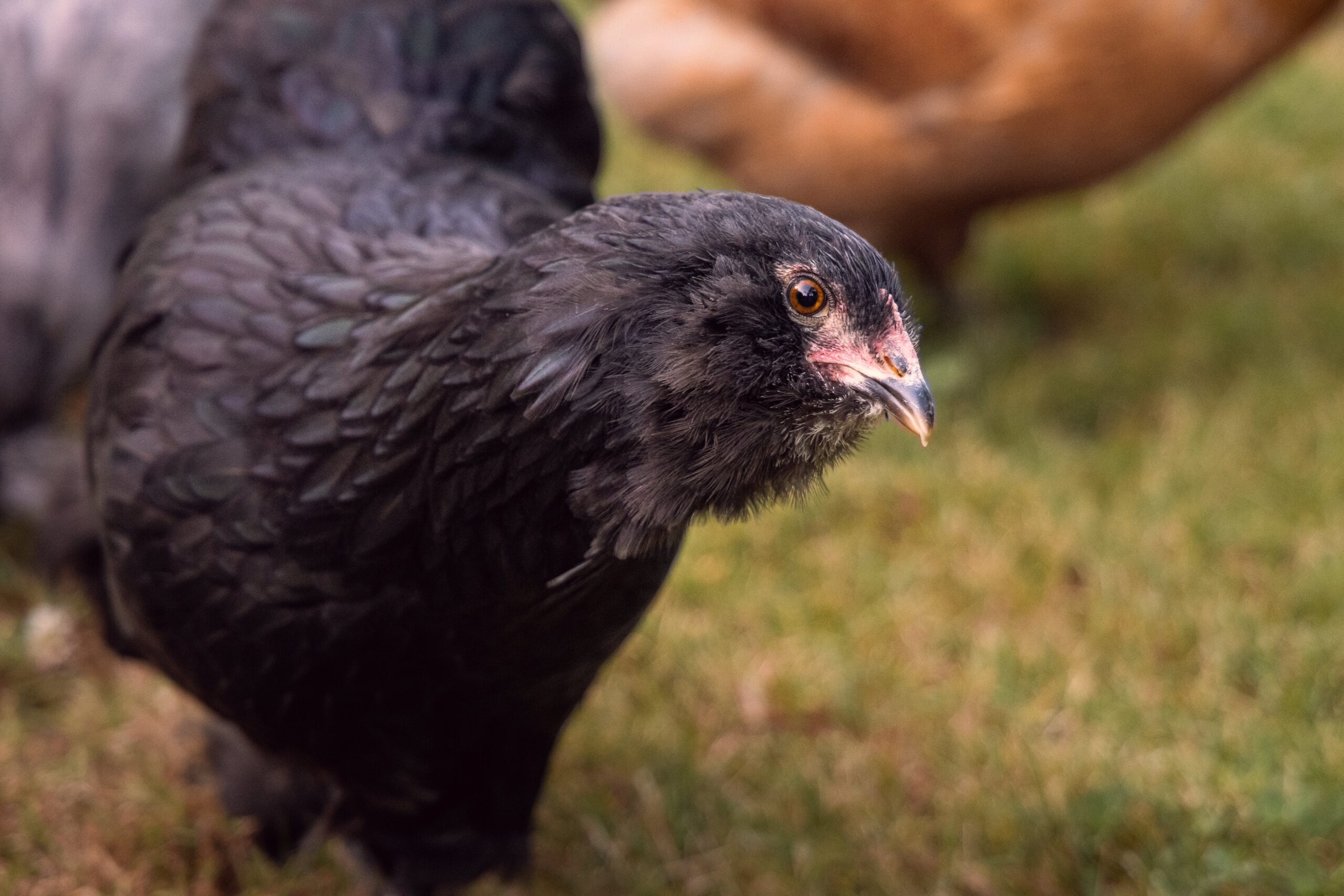 Popular Black Chicken Breeds