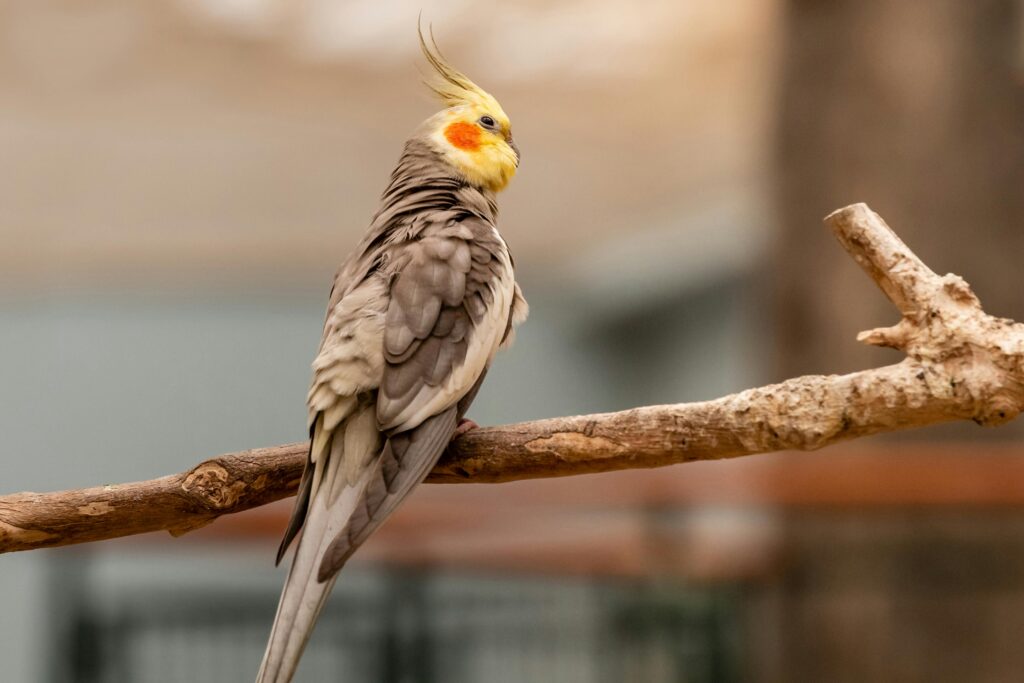 Maximizing Cockatiel Life Expectancy