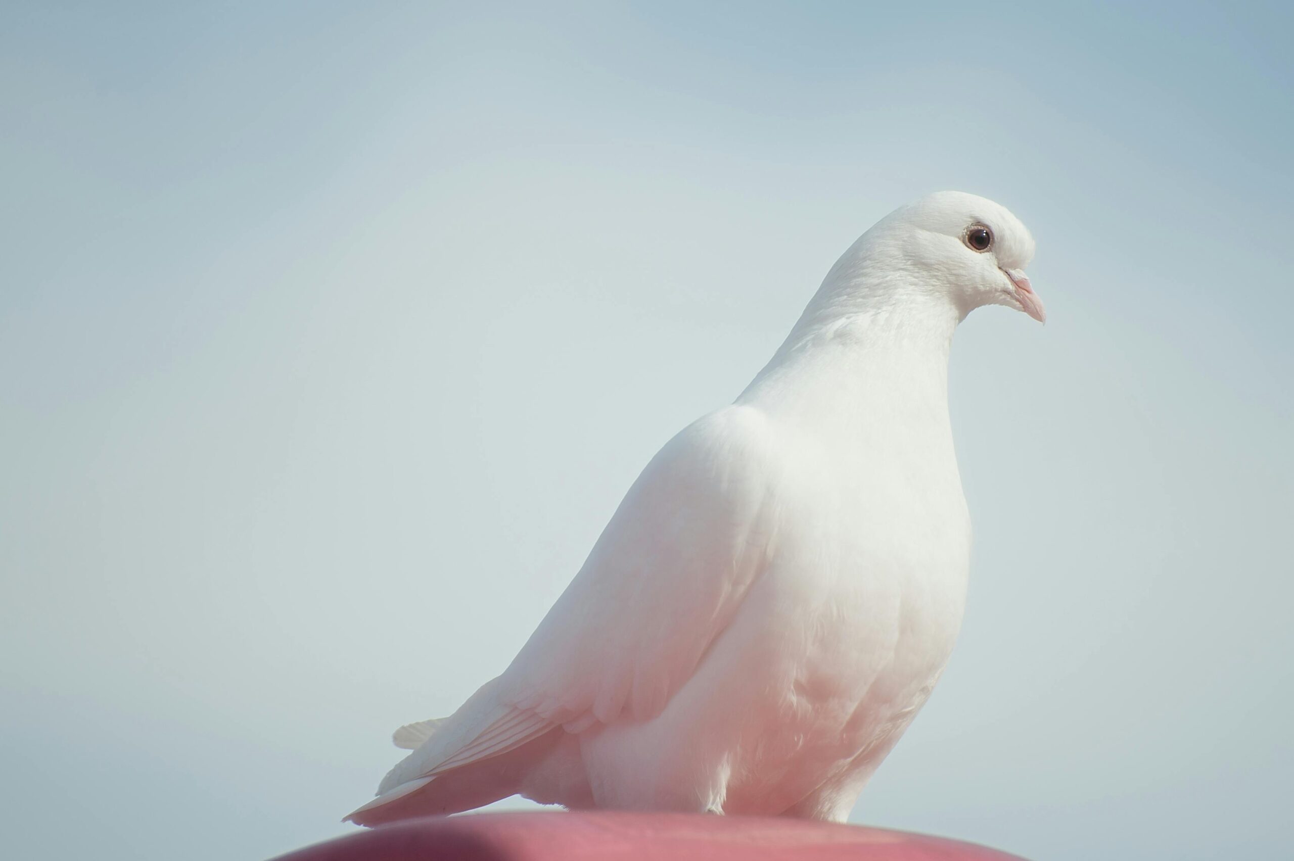 Characteristics of White Pigeons