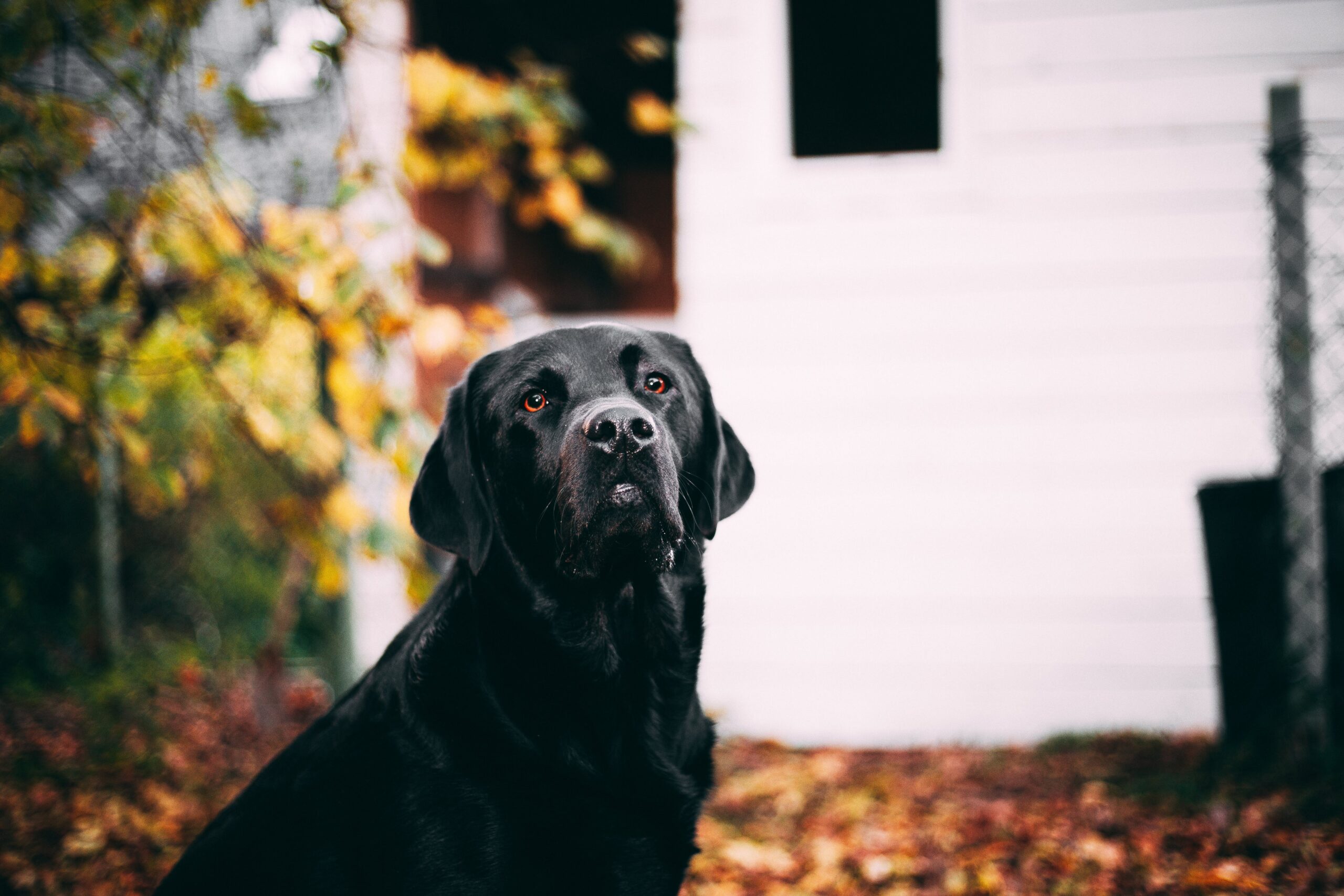 How do you cut black dog nails?