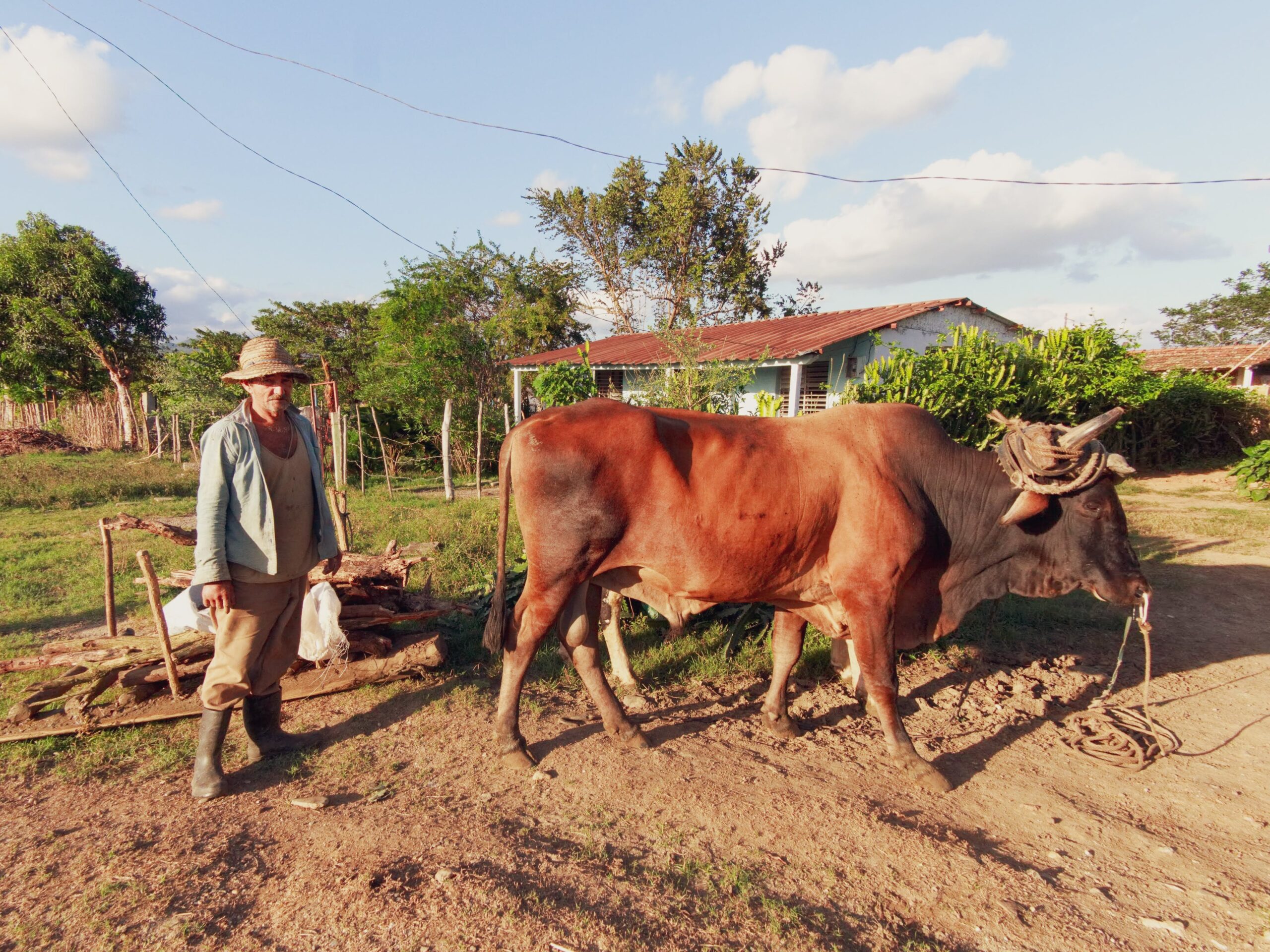 cow breeds