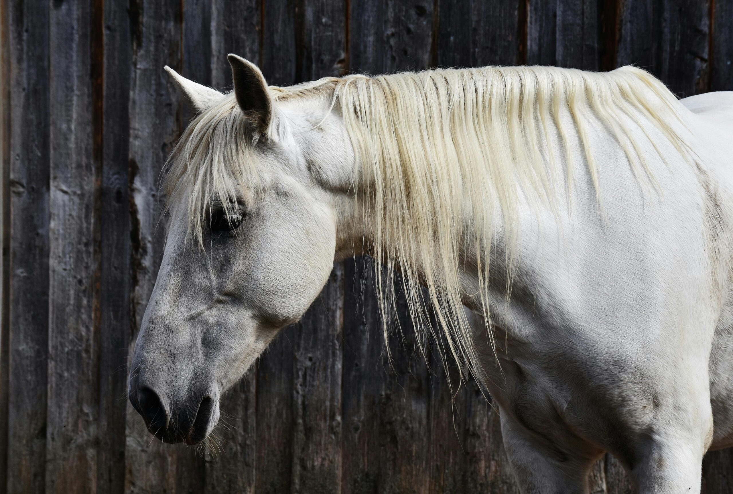 Senior Horse Care