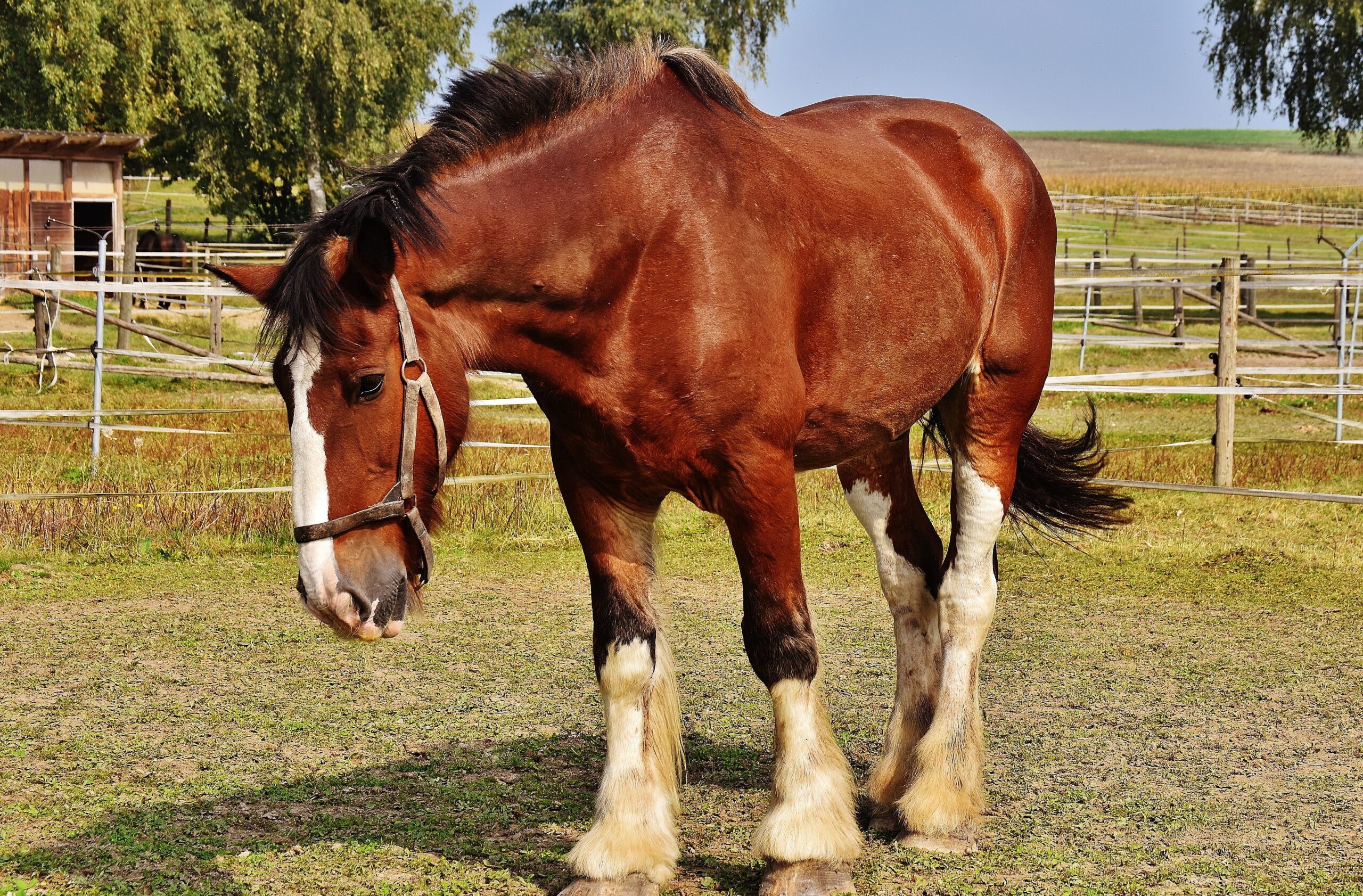 Average Lifespan by Breed