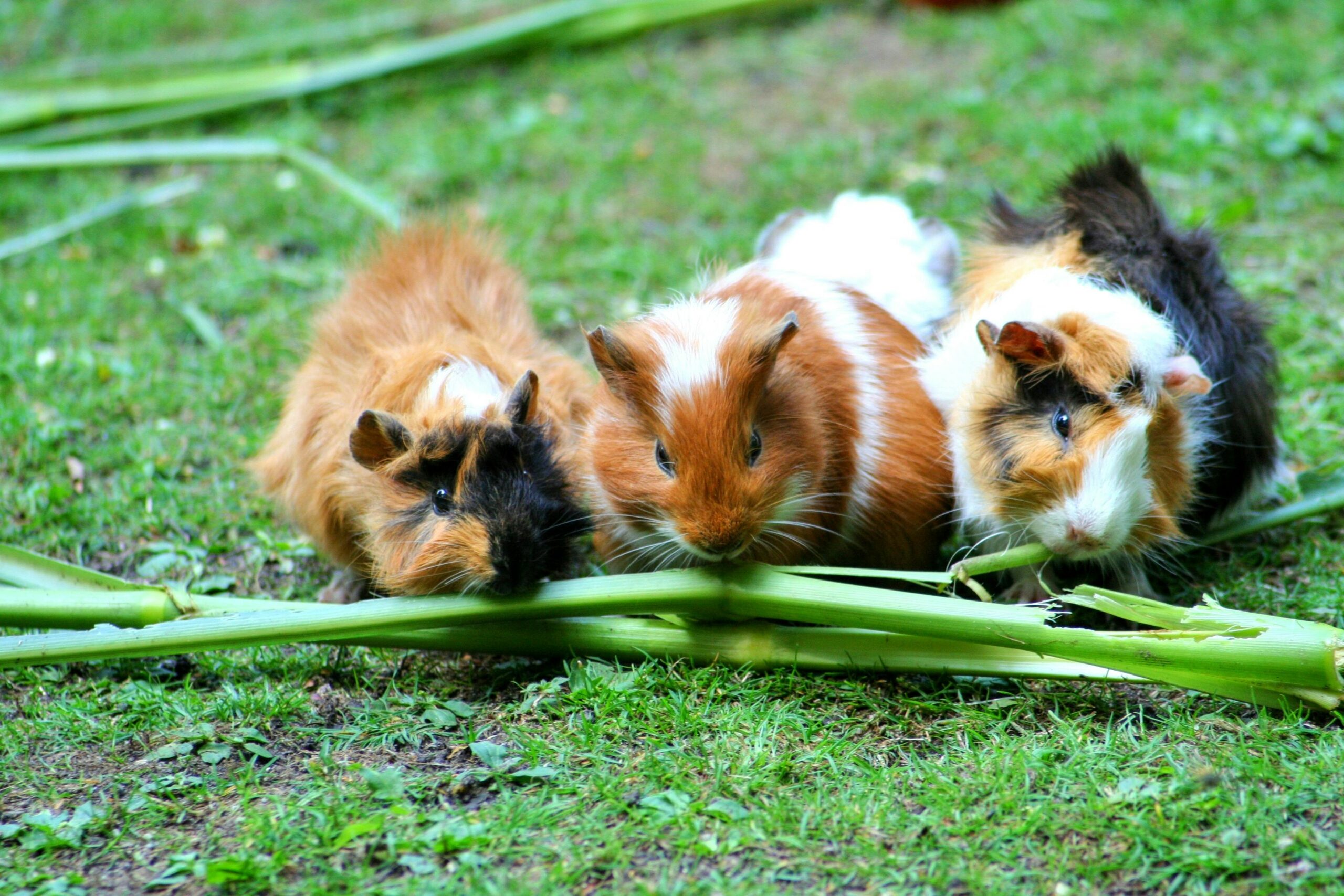 Understanding Guinea Pig Nutrition