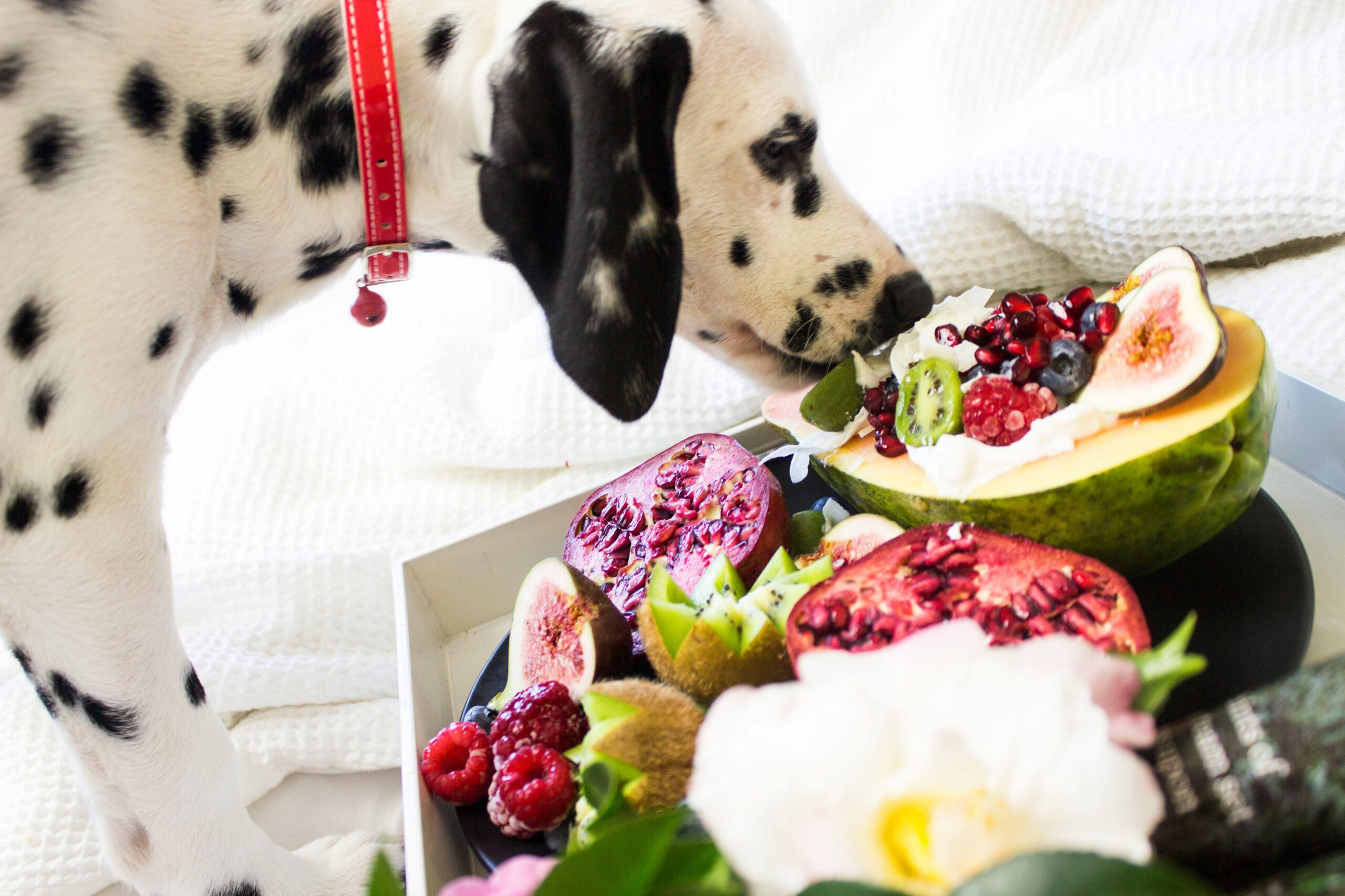 Alternative Fruits for Dogs