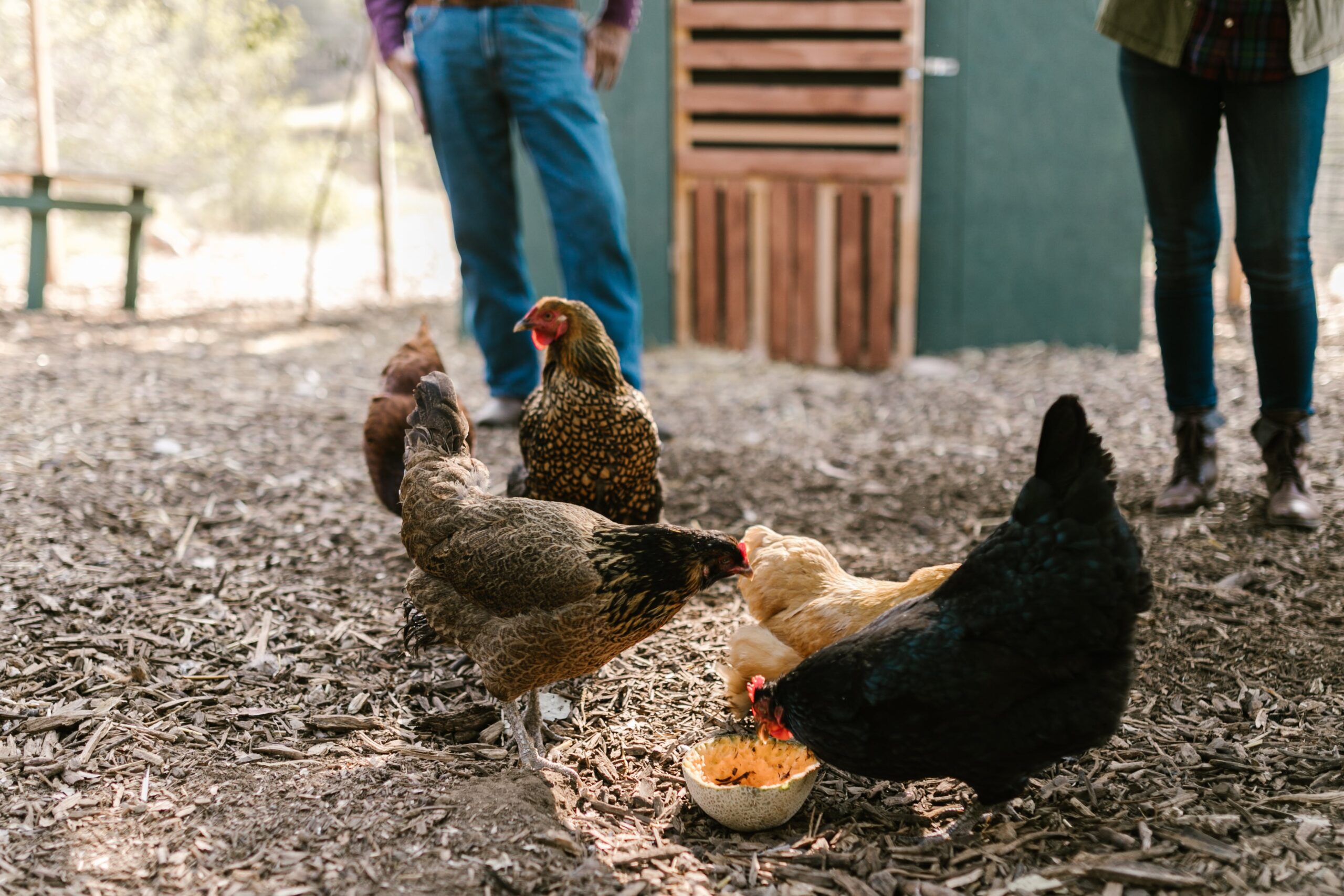 Caring for Black Chickens