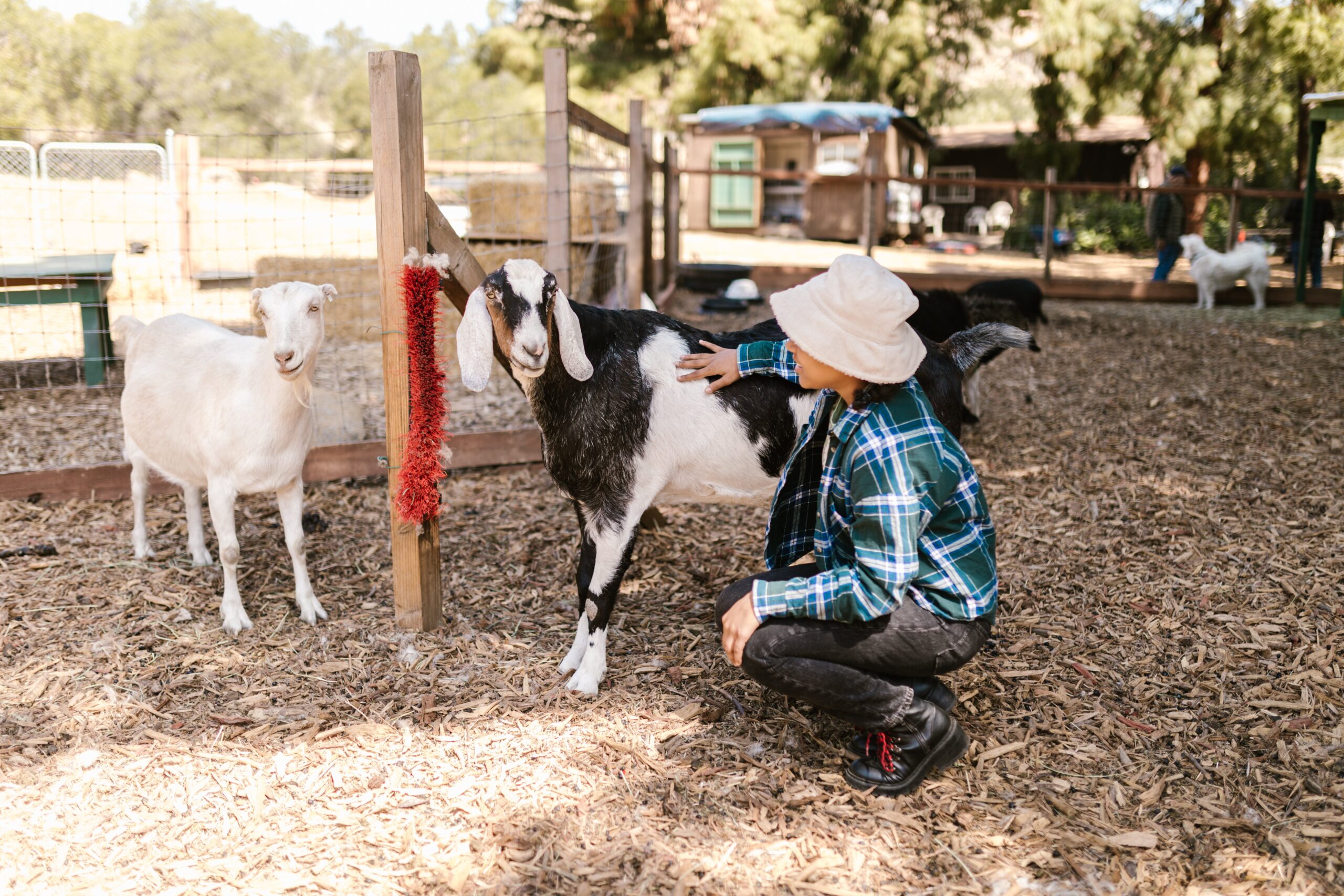 Goats in Agriculture and Food Industry