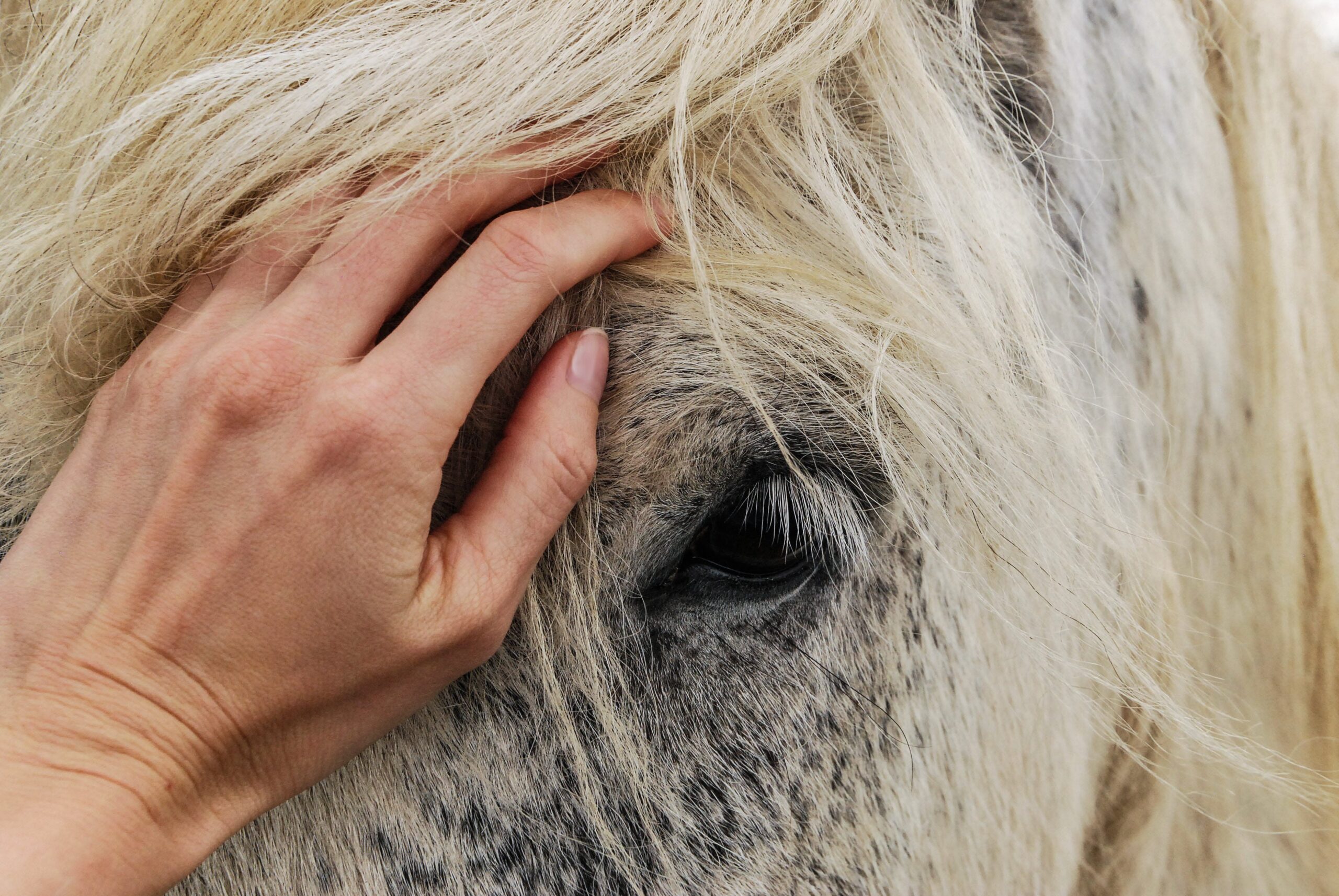 Tips for Increasing Horse Lifespan