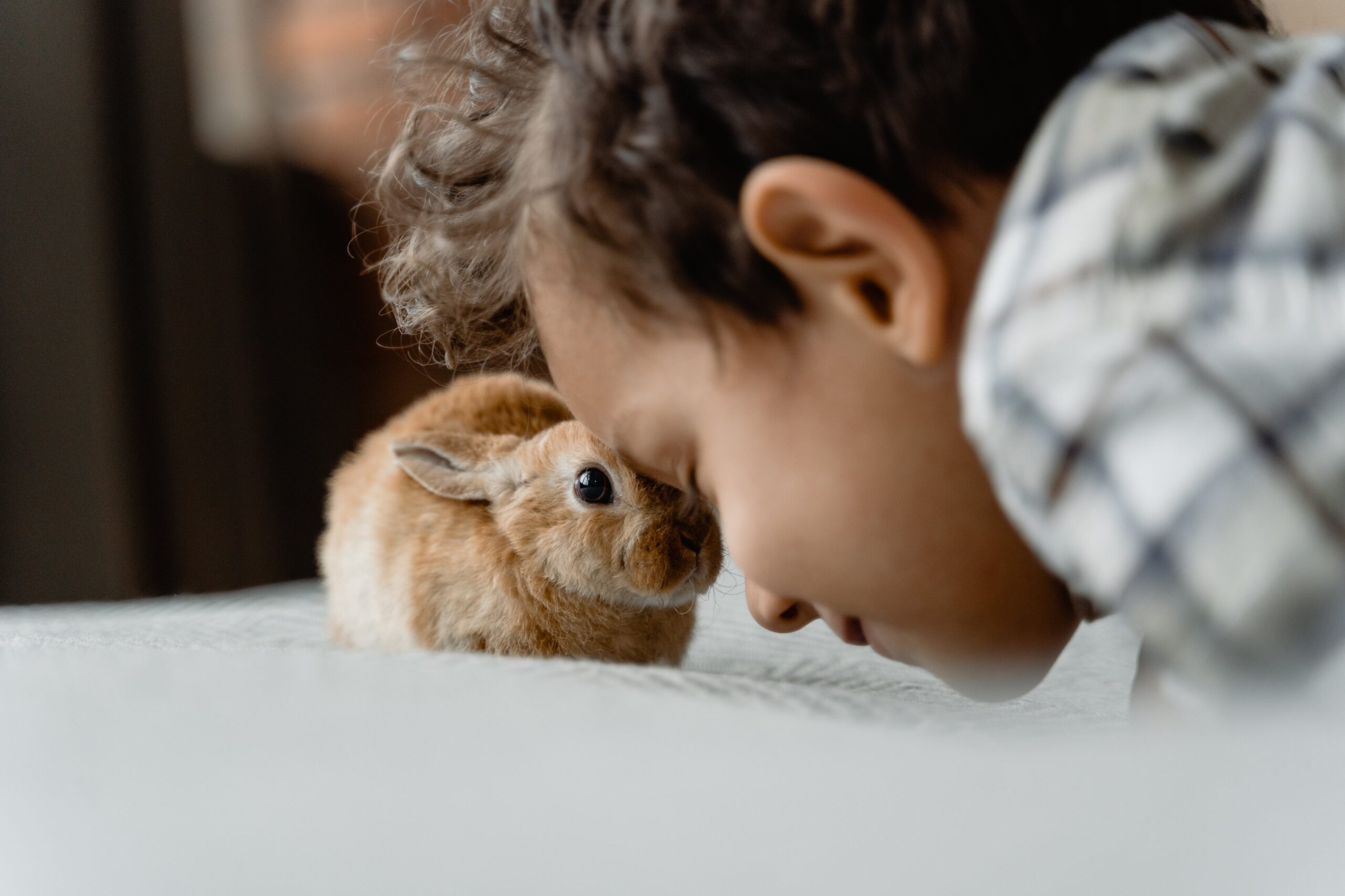 Understanding Rabbit Behavior