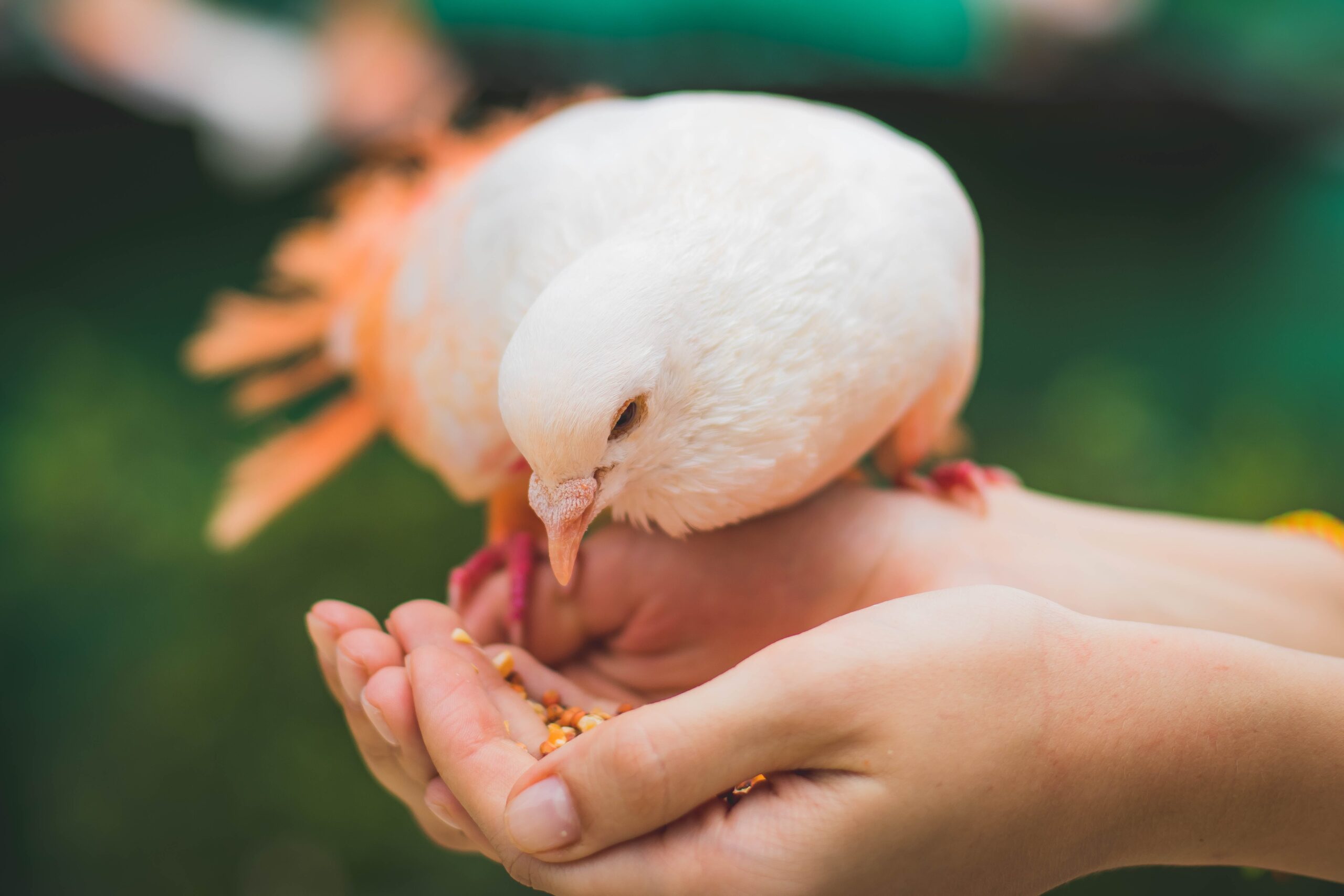  White Pigeons as a pet