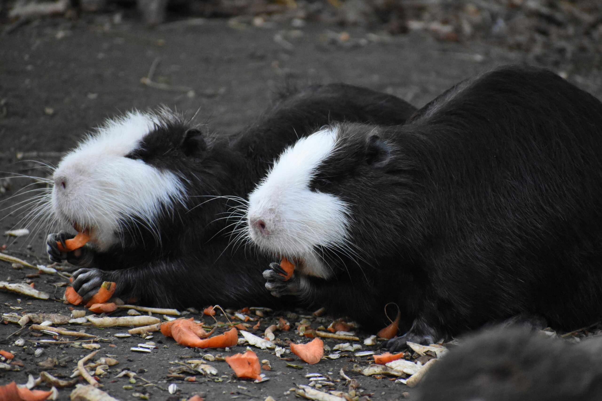 Can Guinea Pigs Safely Eat Grapes?