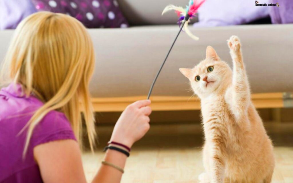 Actionable Solutions To Help Your Cat