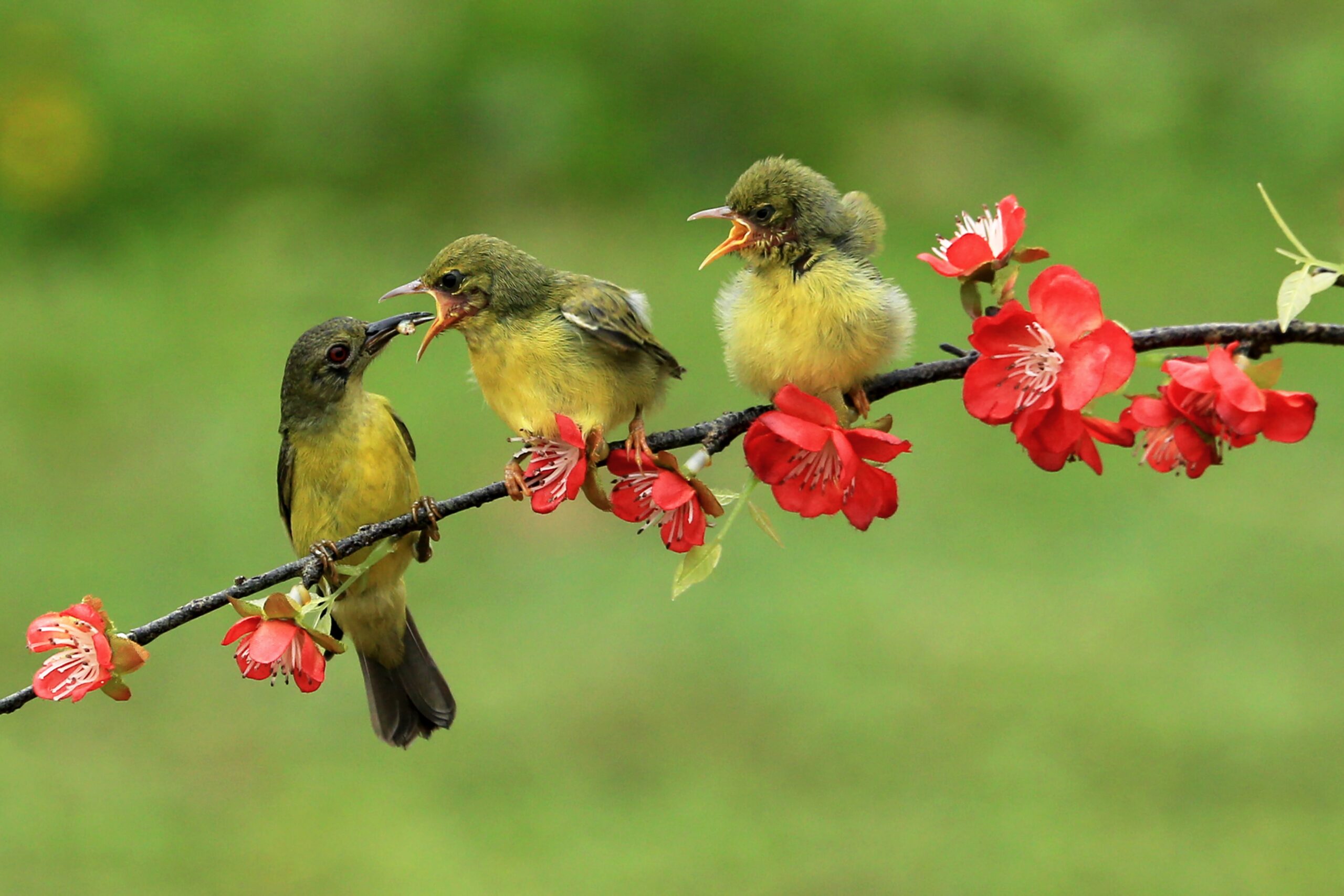 Birds Unveiled An In-Depth Exploration into the Captivating Avian Realm