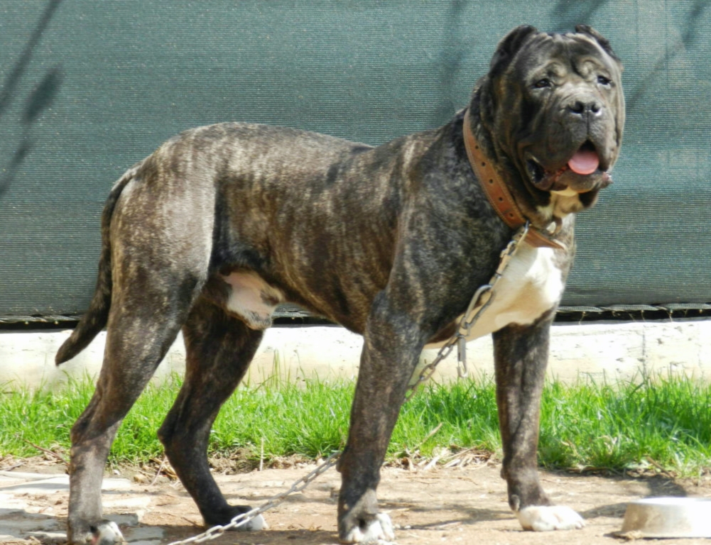 Presa Canario