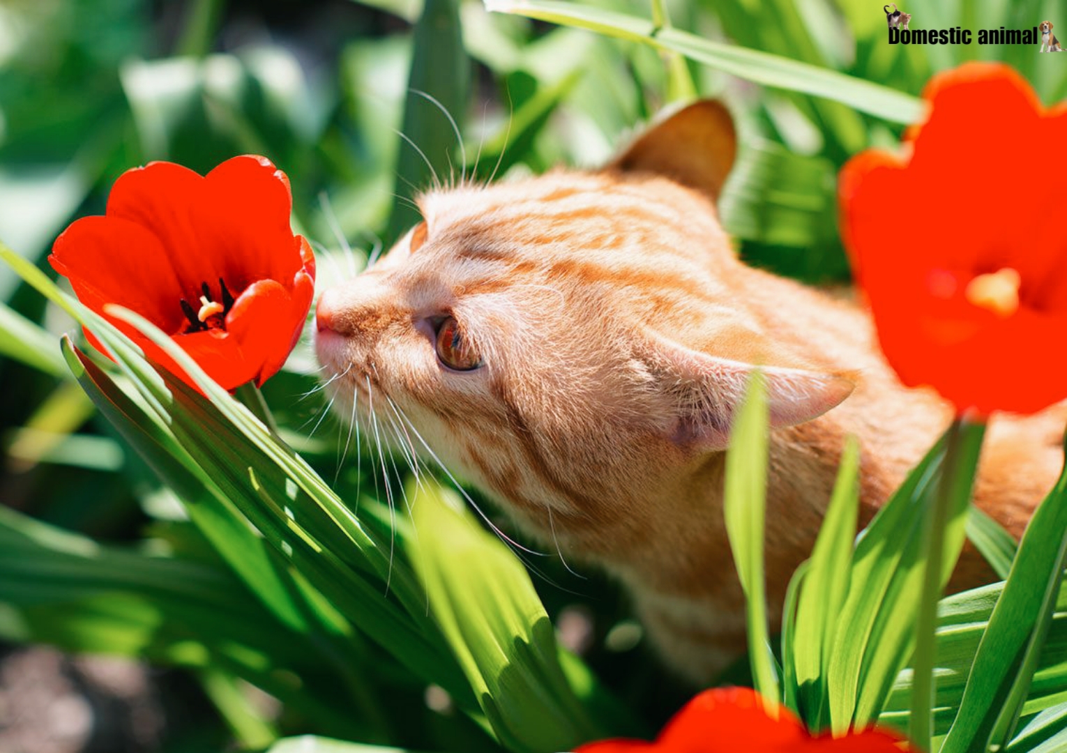 are carnations toxic to cats