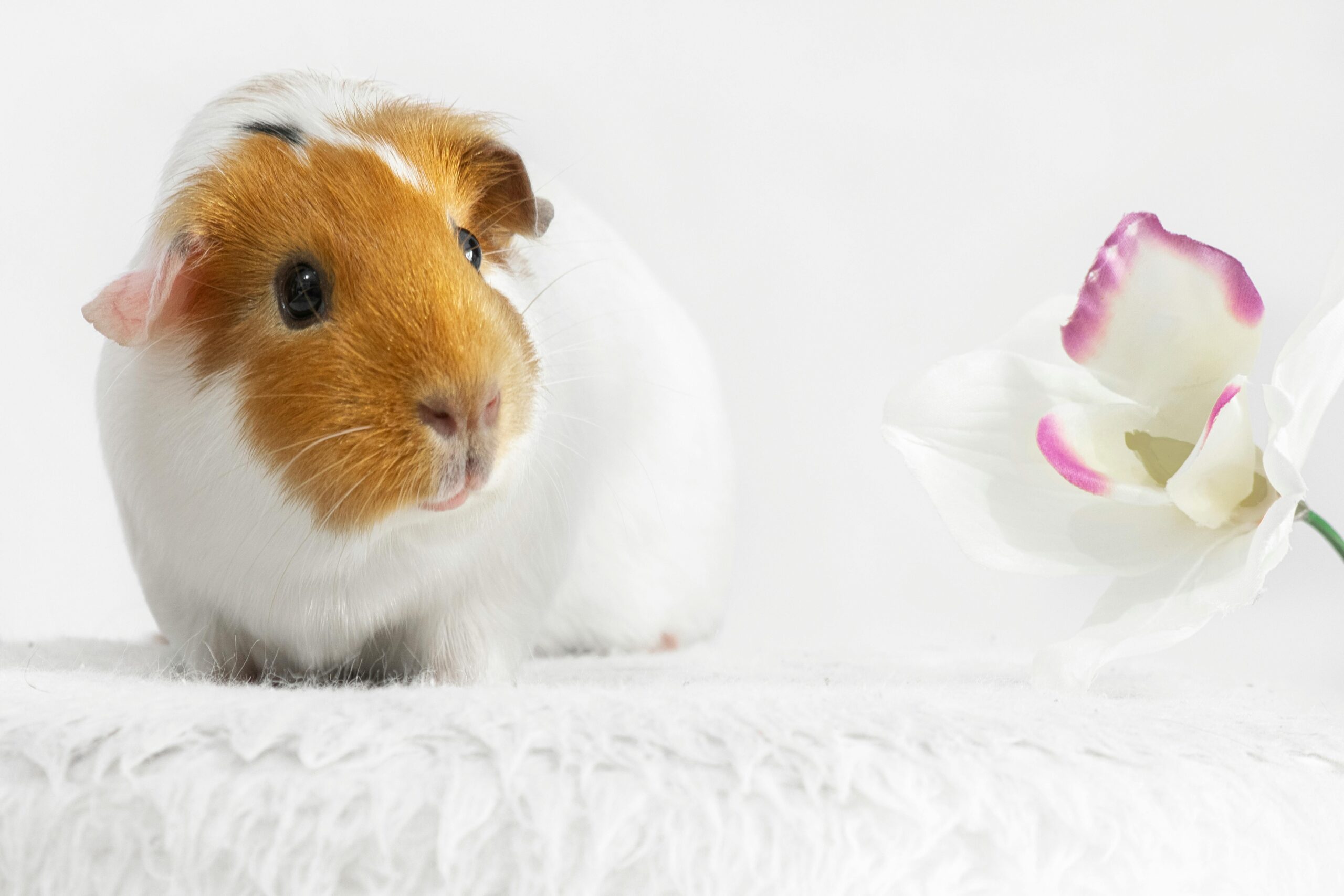 Guinea Pigs