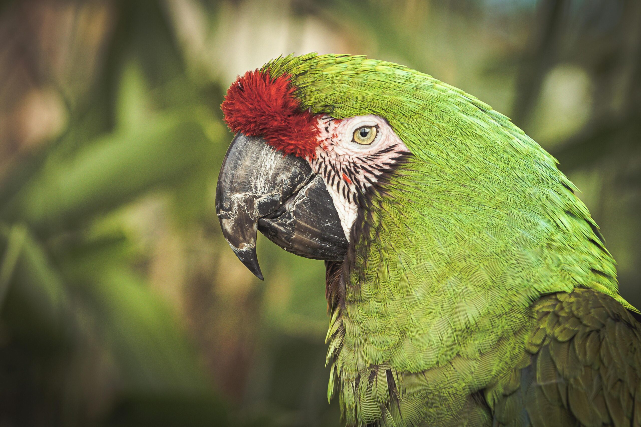 Military Macaw