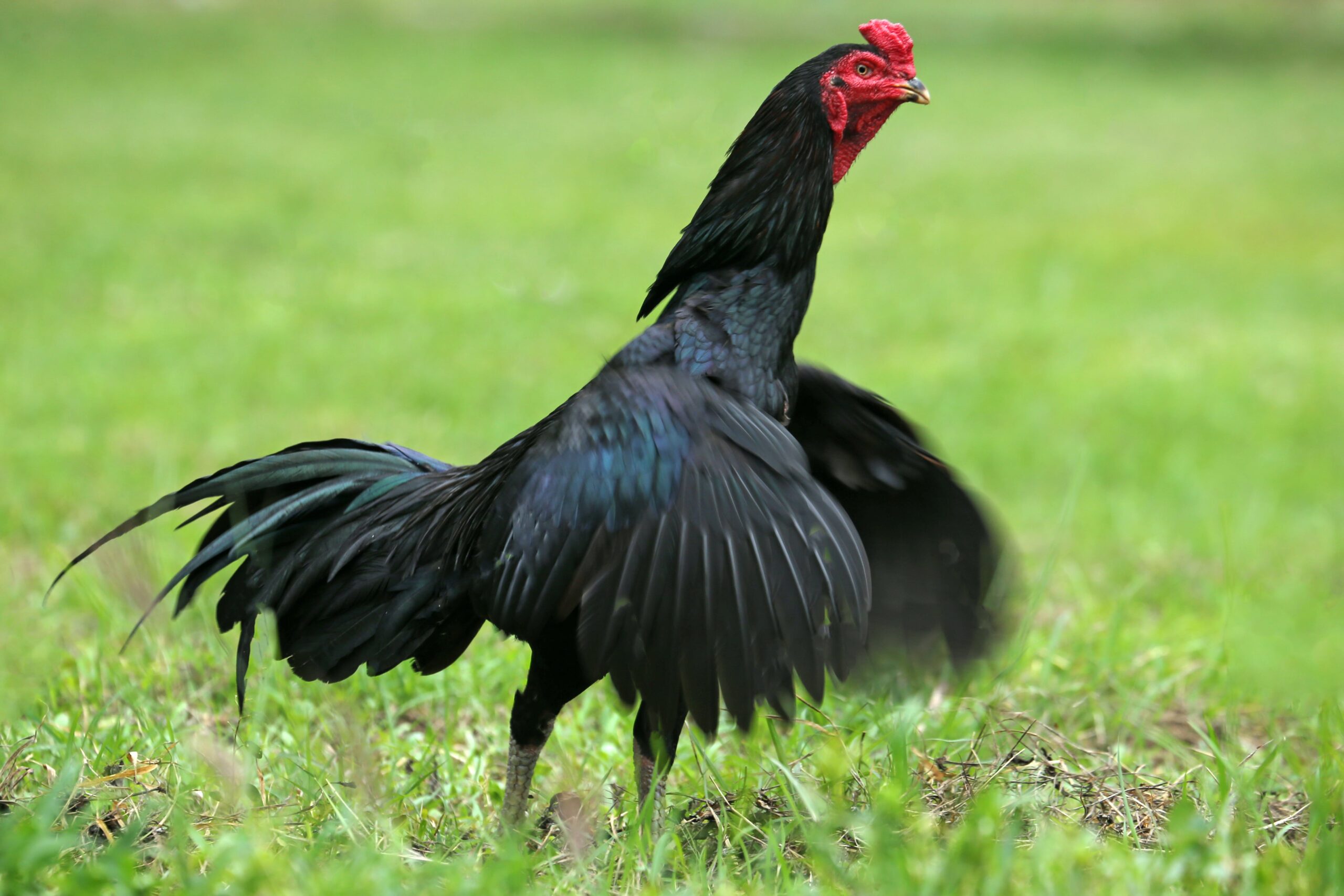 Black Chicken Breeds