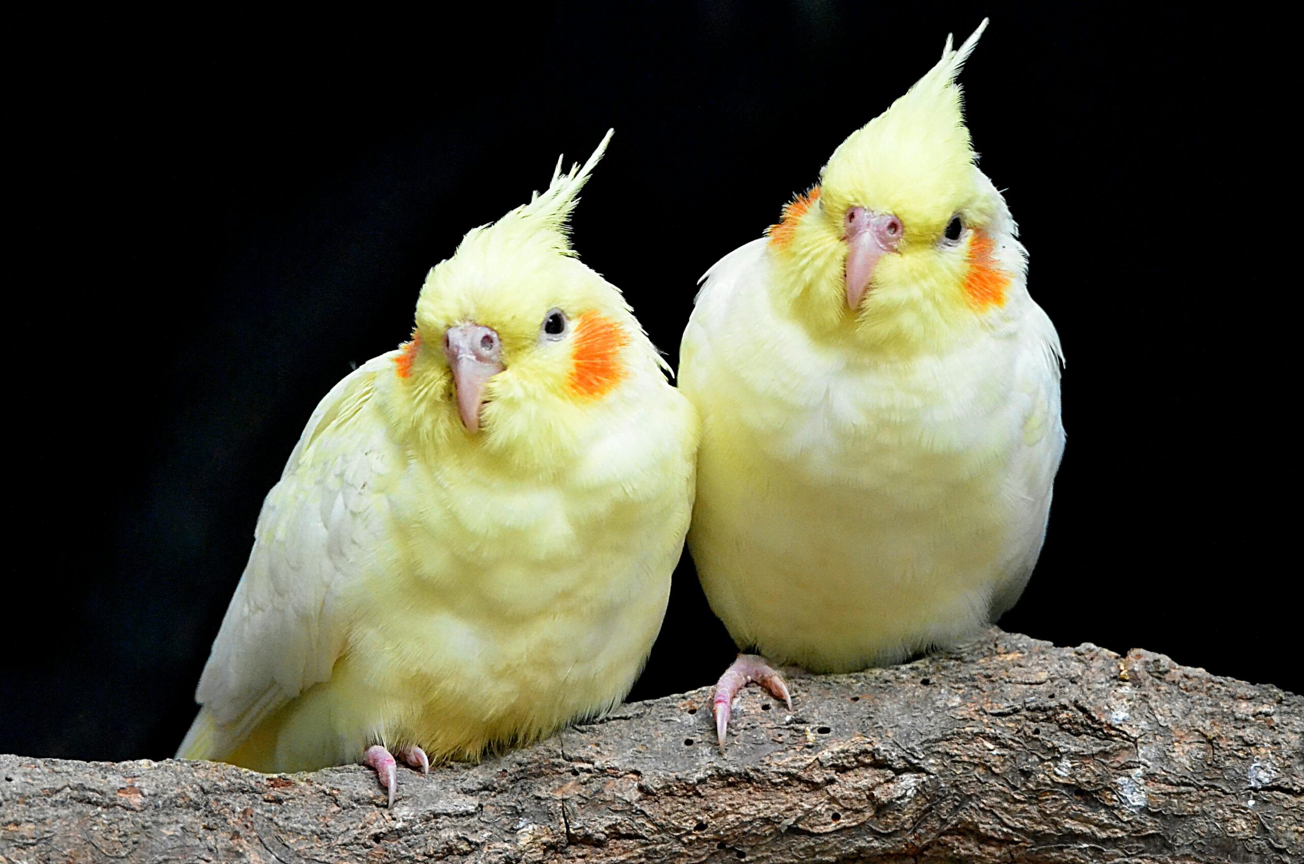 how long do cockatiels live