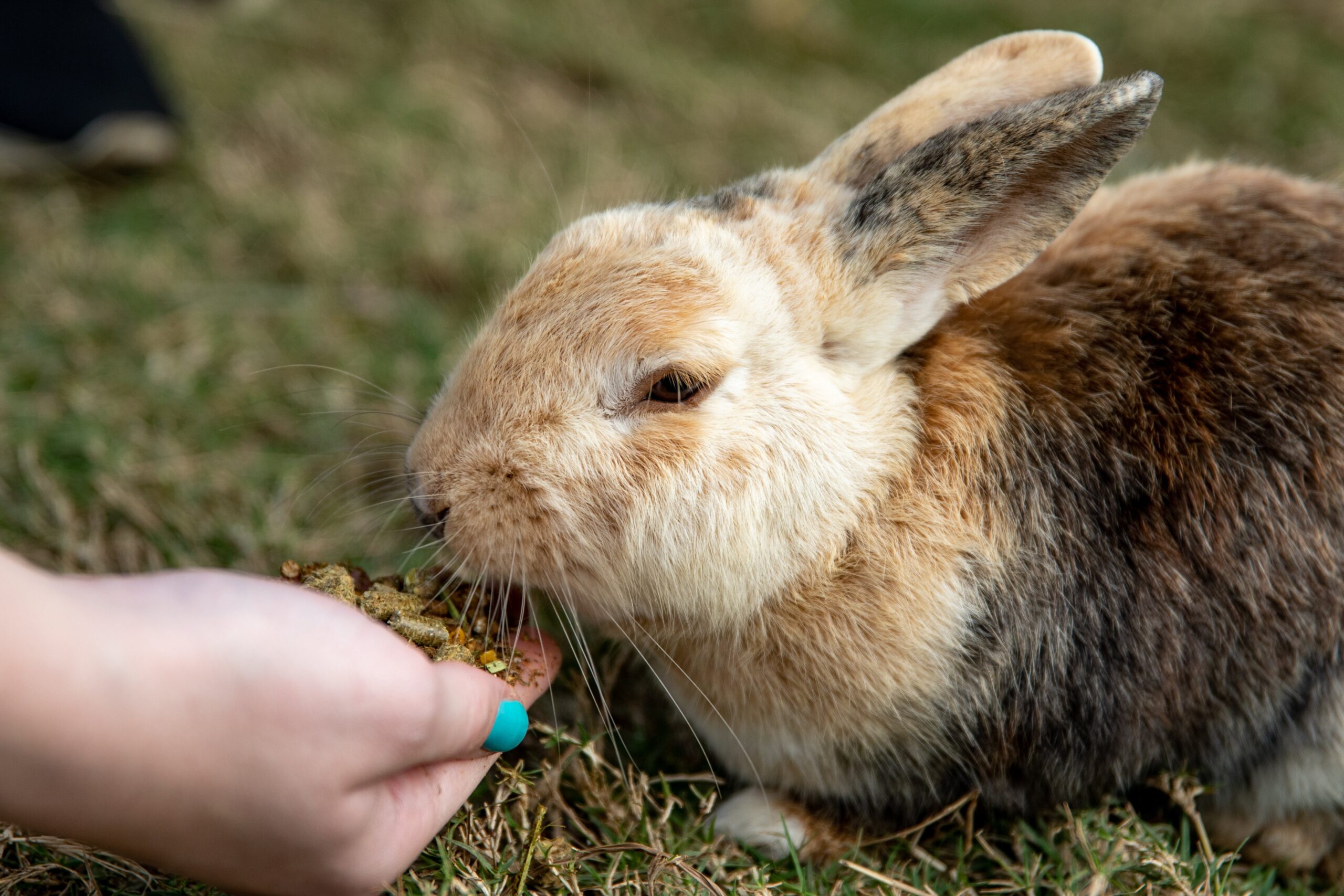 Rabbits as Pets