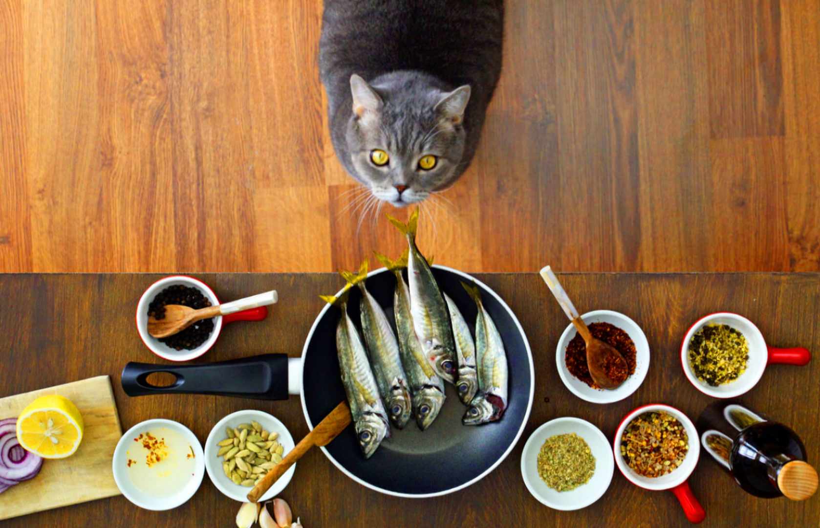 How to Make Homemade Cat Food