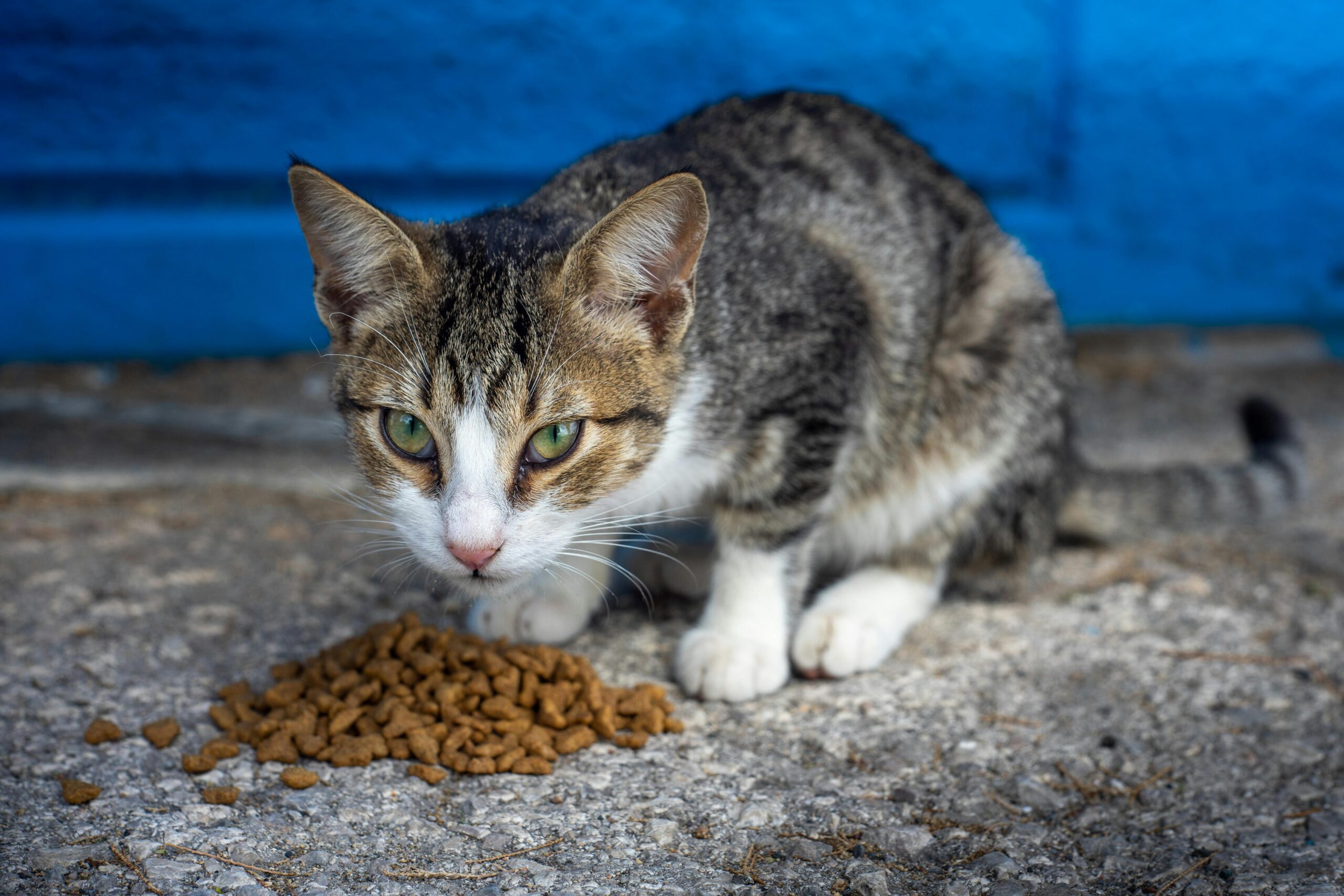 Why Does My Cat Try to Bury Her Food?